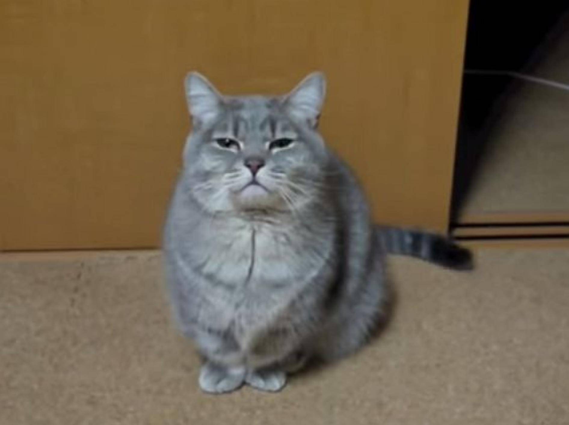 Süße Katze zeigt Leckerli-Bettel-Trick – Bild: Youtube / PlsDontBanMEfrmUtube
