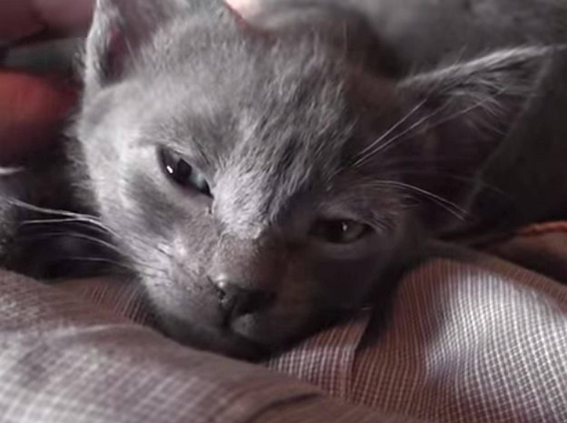 "Schnurr, schnurr" – ein Katzenbaby ist glücklich – Bild: Youtube / DrNworb