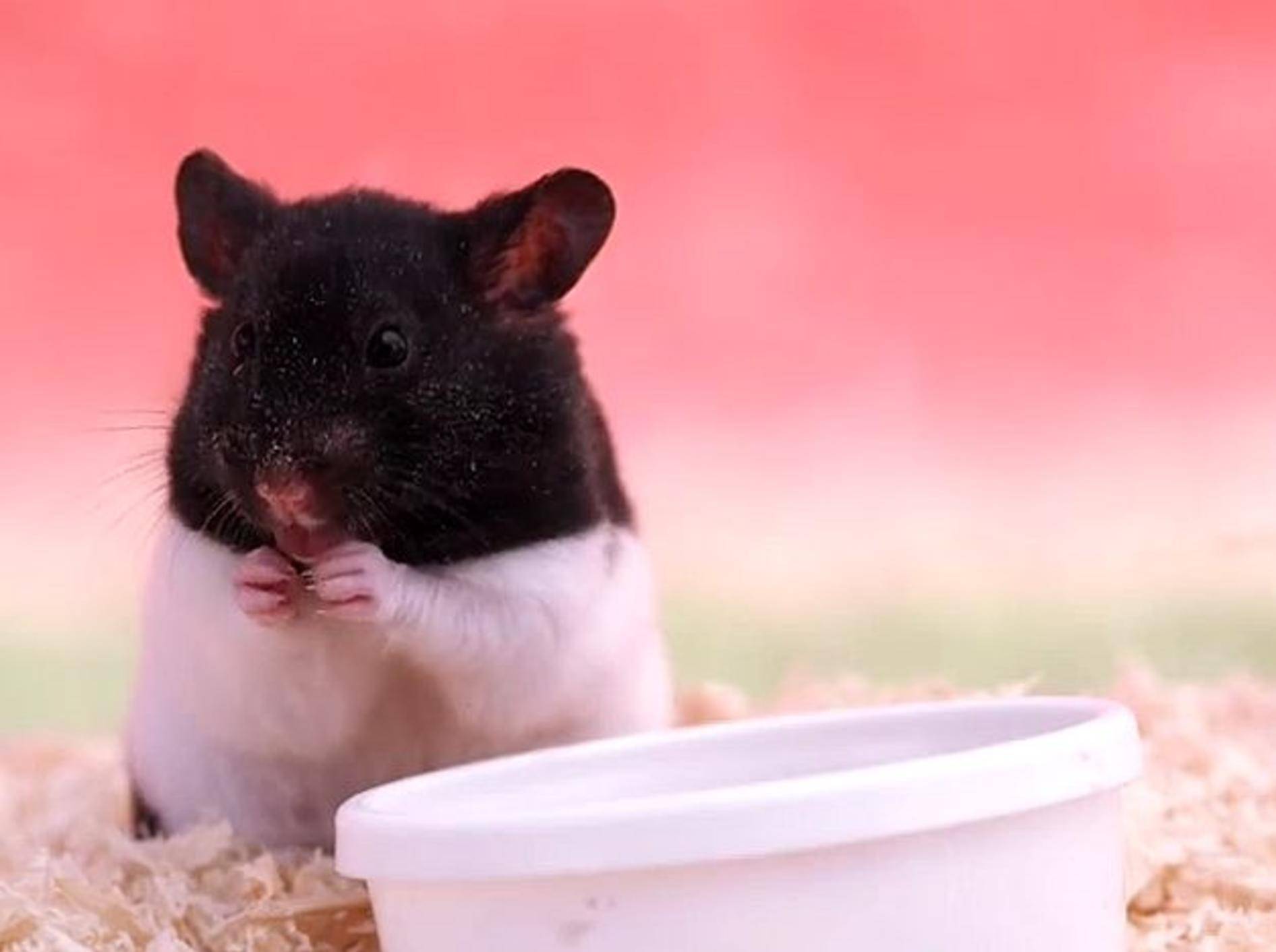 Knuffige Hamster in Slow Motion – Bild: Youtube / BuzzFeedBlue