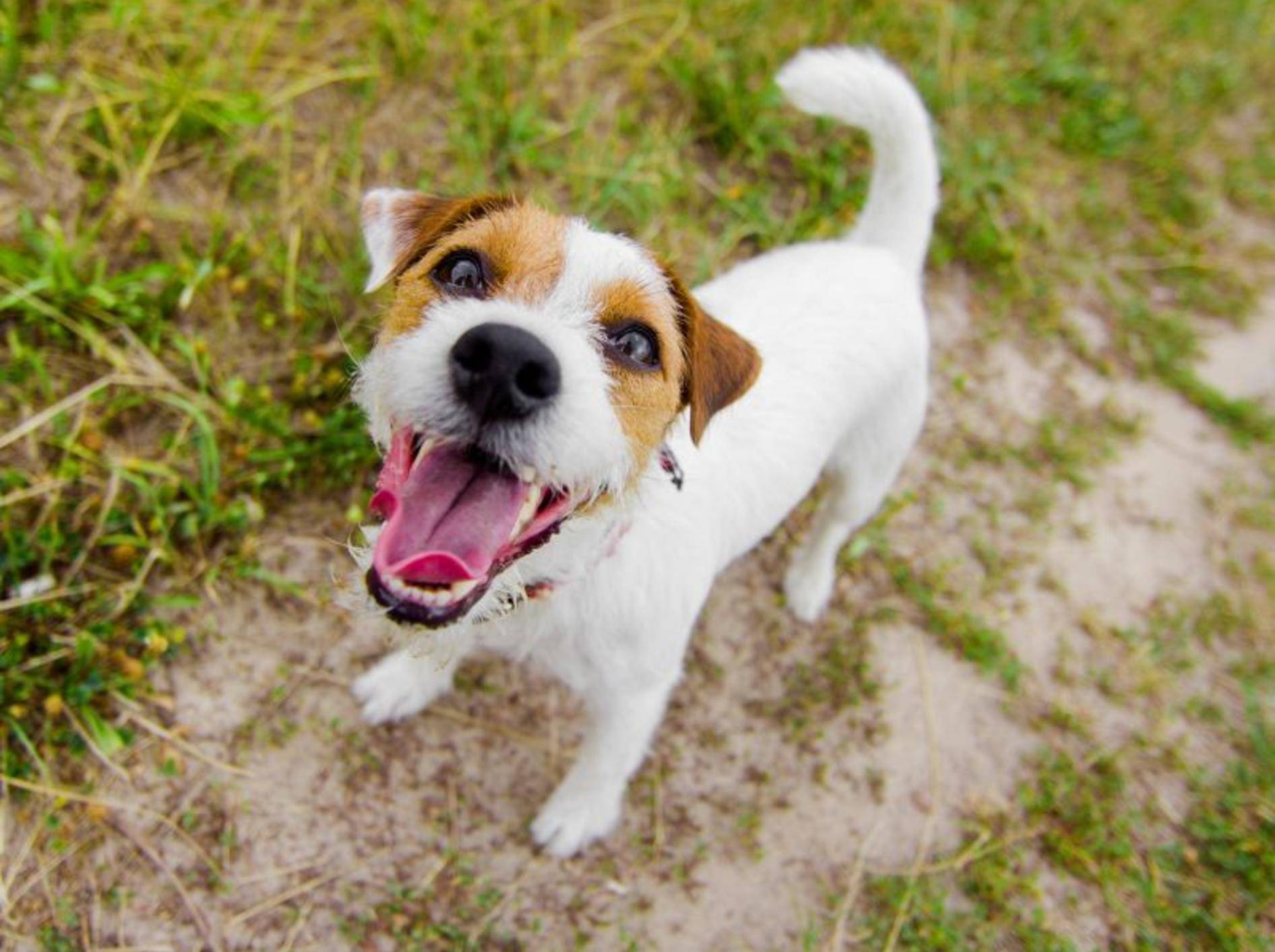 Ein Energiebündel: Der Jack Russell Terrier – Bild: Shutterstock / vit plus