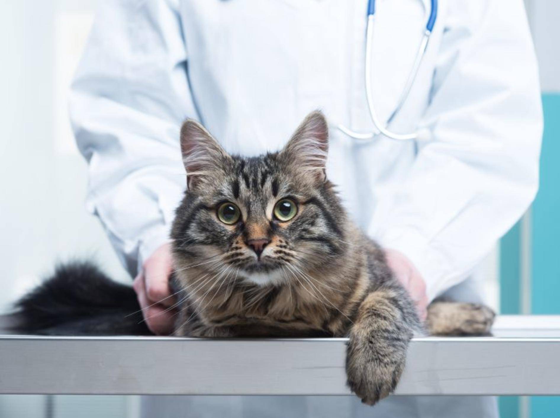 Der Tierarzt legt die Behandlungsmethoden für Katzen mit Niereninsuffizienz fest – Bild: Shutterstock / Stokkete