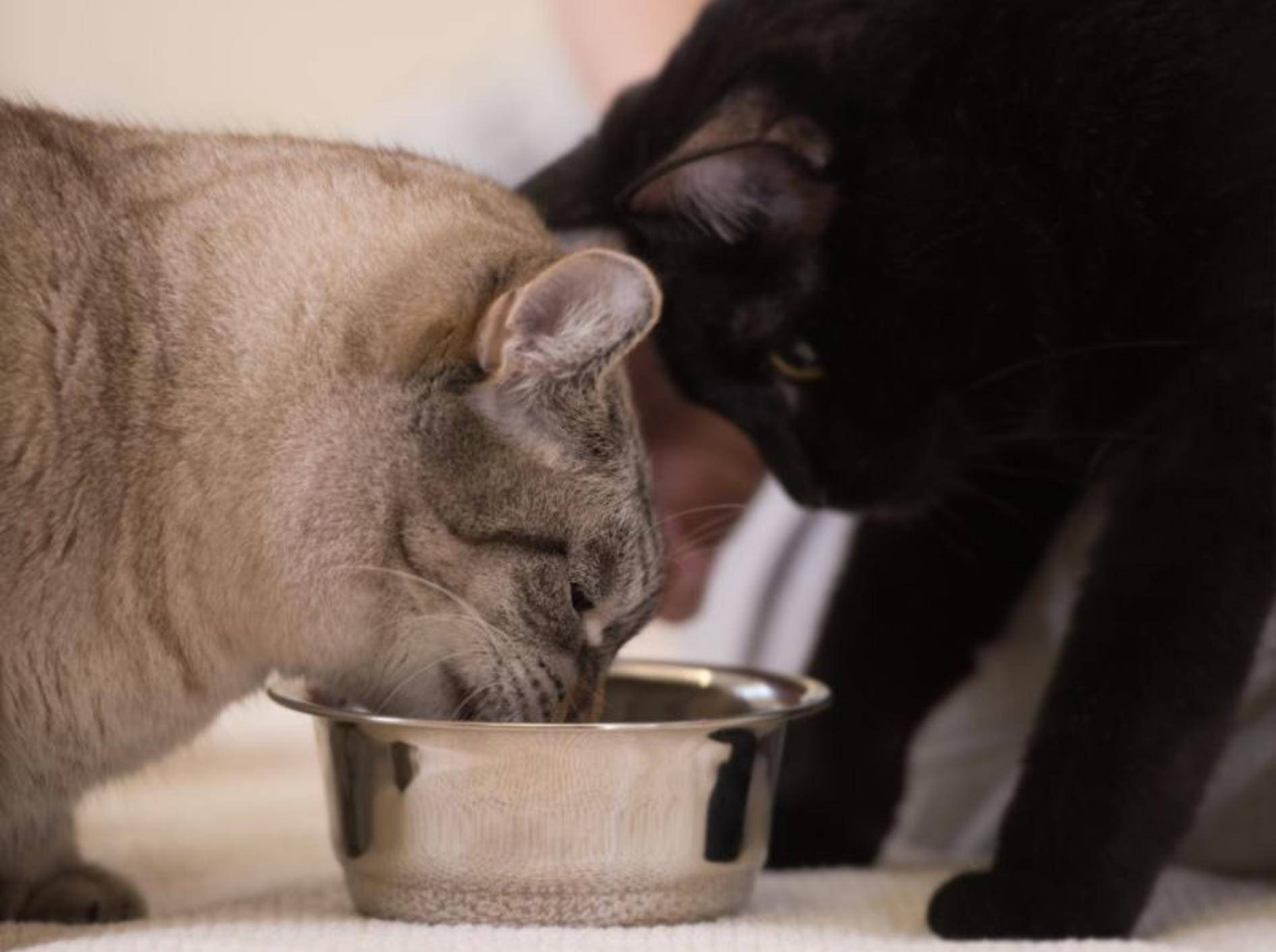 Es gibt unterschiedliche Meinungen, wie oft man eine Katze täglich füttern sollte – Bild: Shutterstock / Hasloo Group Production-Studio