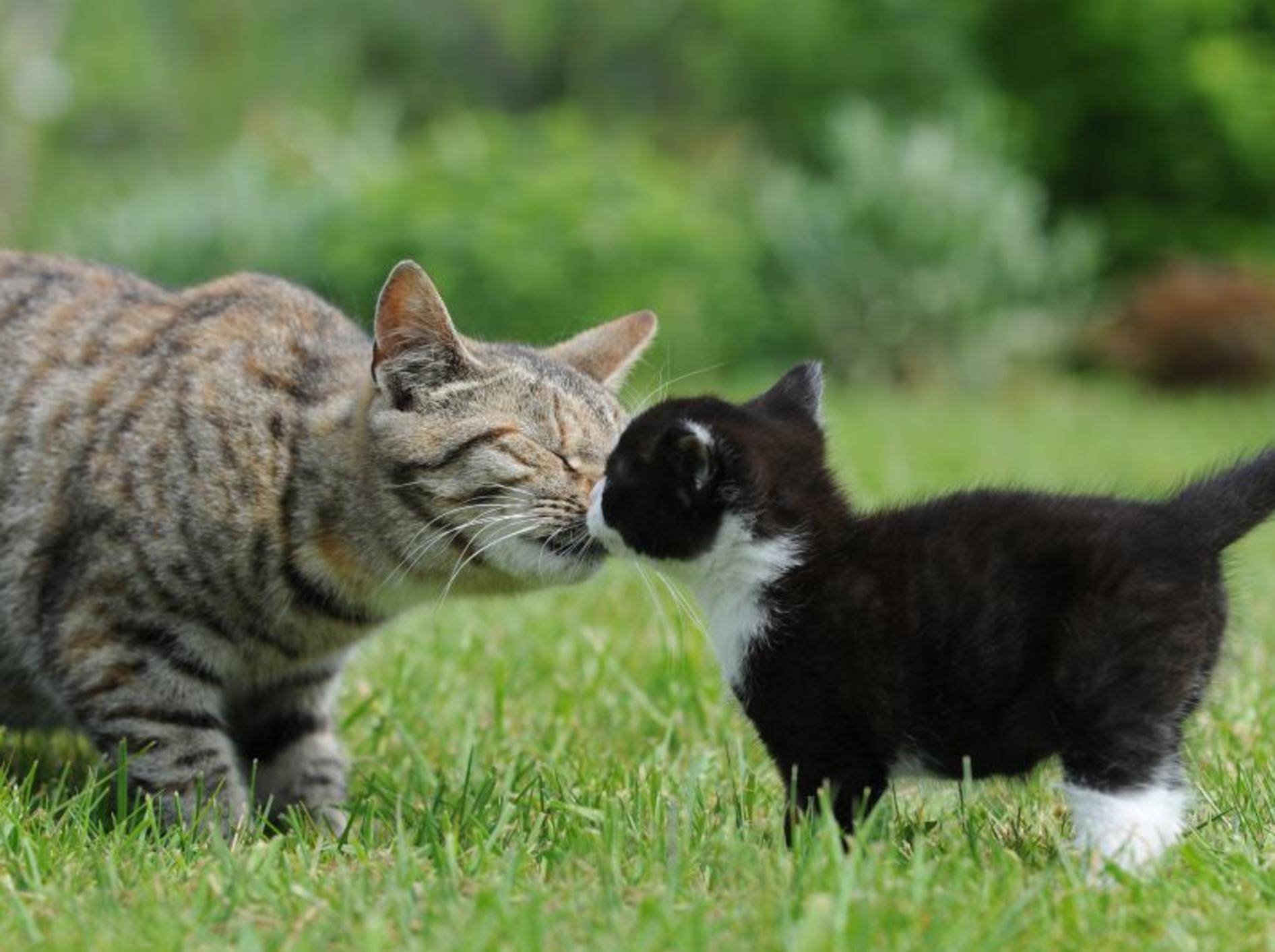 Der Welpenschutz für Katzenbabys gilt nur in den ersten Wochen – Bild: Shutterstock / Schubbel
