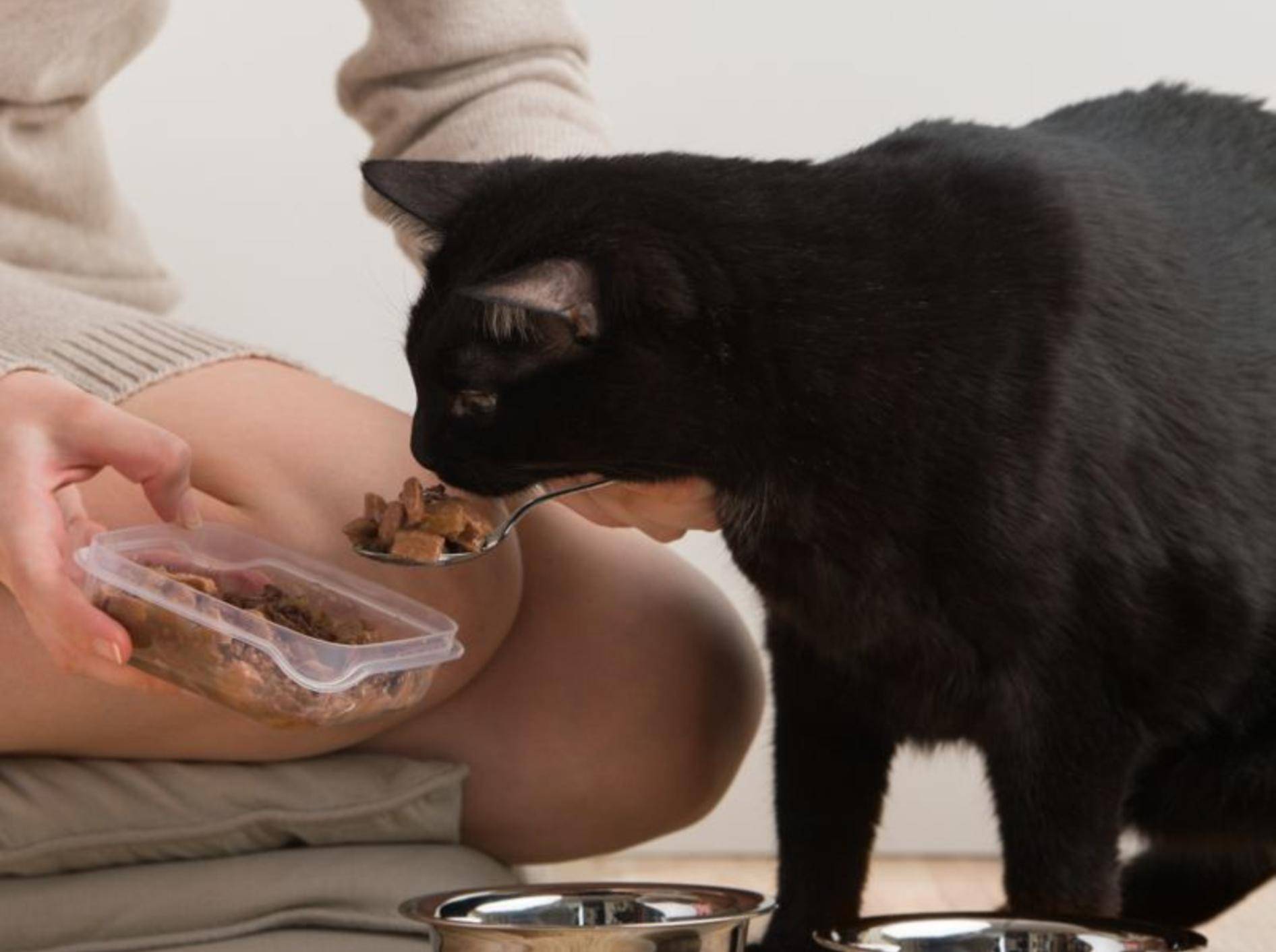 Eine zugelaufene Katze sollten Sie nur unter bestimmten Bedingungen füttern – Bild: Shutterstock / Hasloo Group Production Studio
