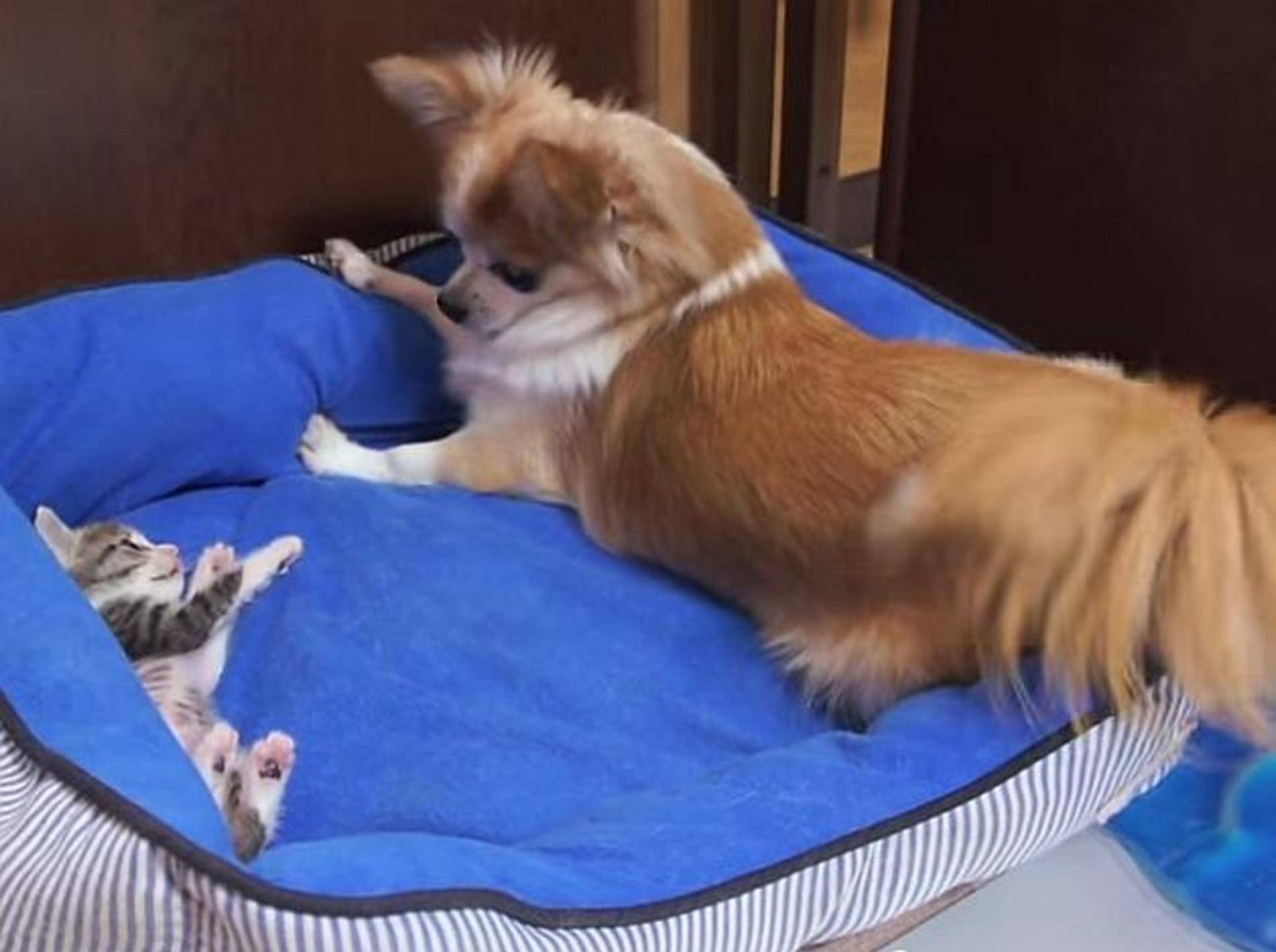 Chihuahua spielt mit Babykatze – Bild: Youtube / MAKO0MAKO0