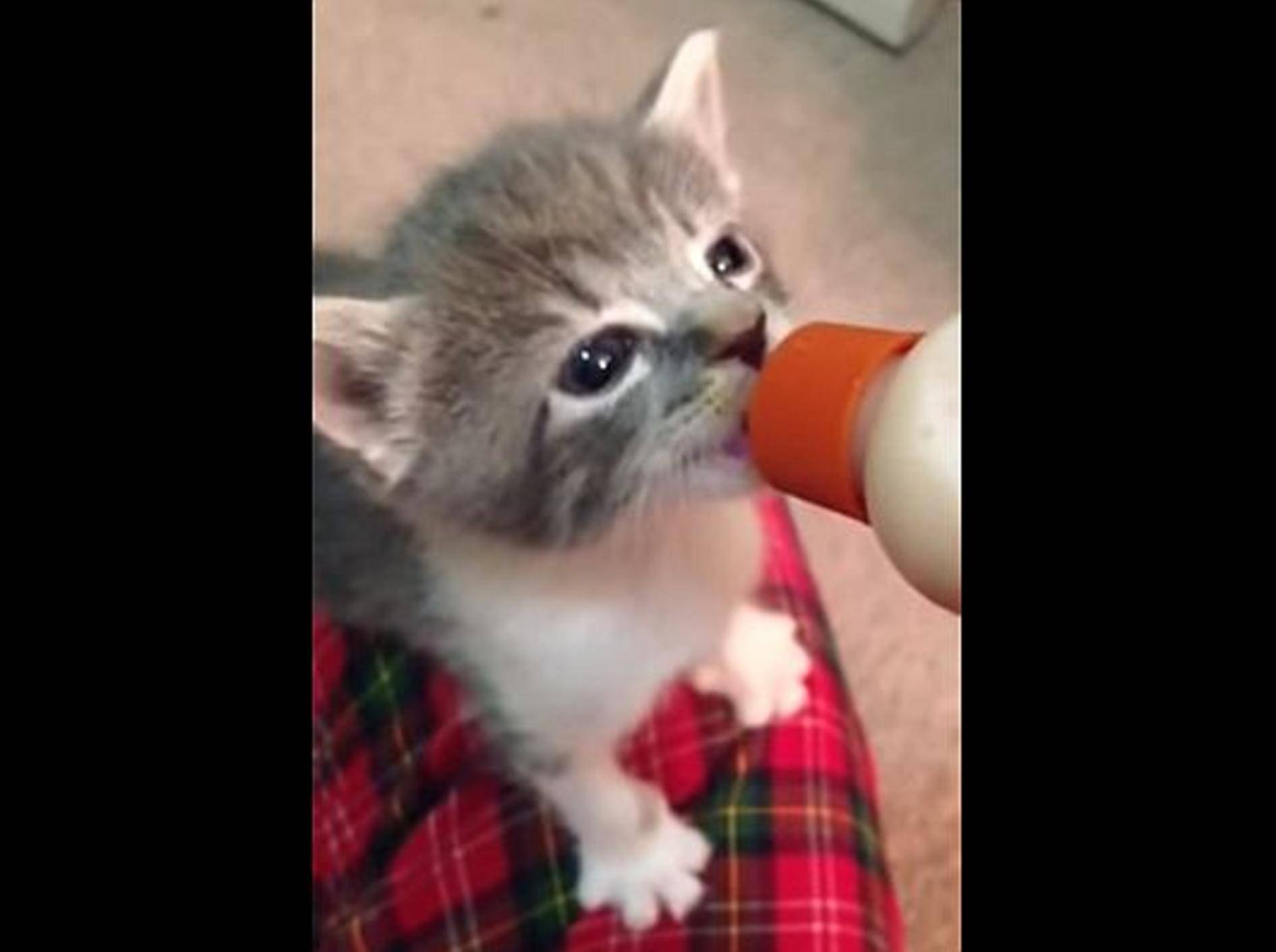 Katzenbaby wackelt mit den Öhrchen – Bild: Youtube / Arin Greenwood