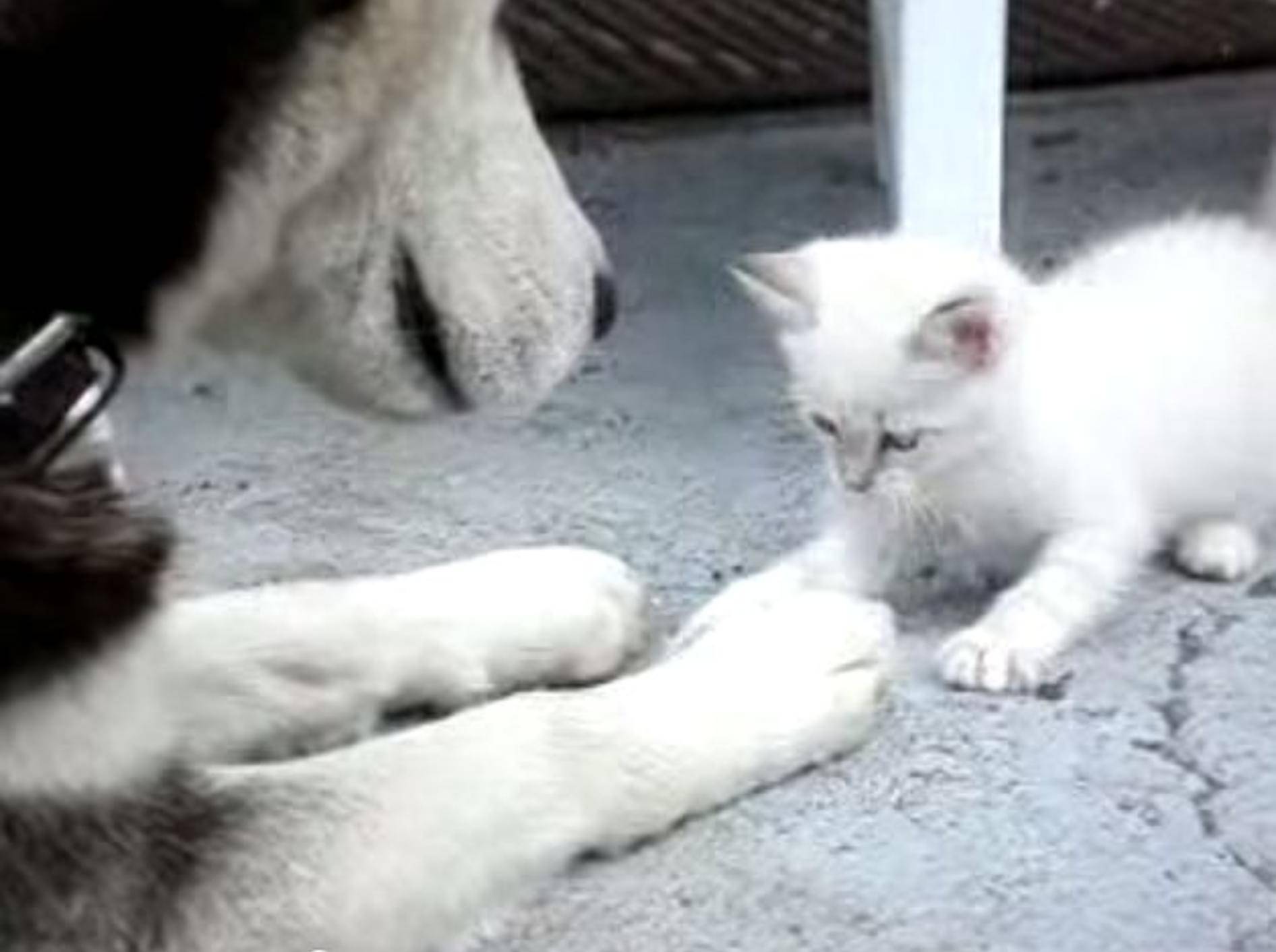 Husky und Katzenbaby: Zwei süße, ungleiche Freunde – Bild: Youtube / Gamecollector1985