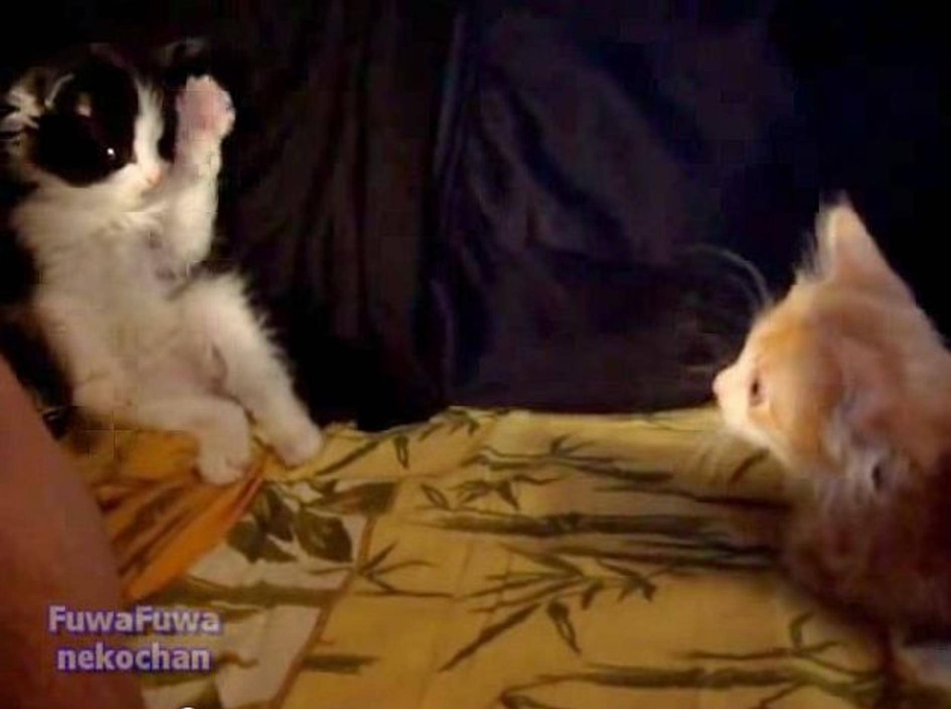 Flauschiges Kätzchen: "Komm, spiel mit!!!" – Bild: Youtube / fuwafuwanekochan