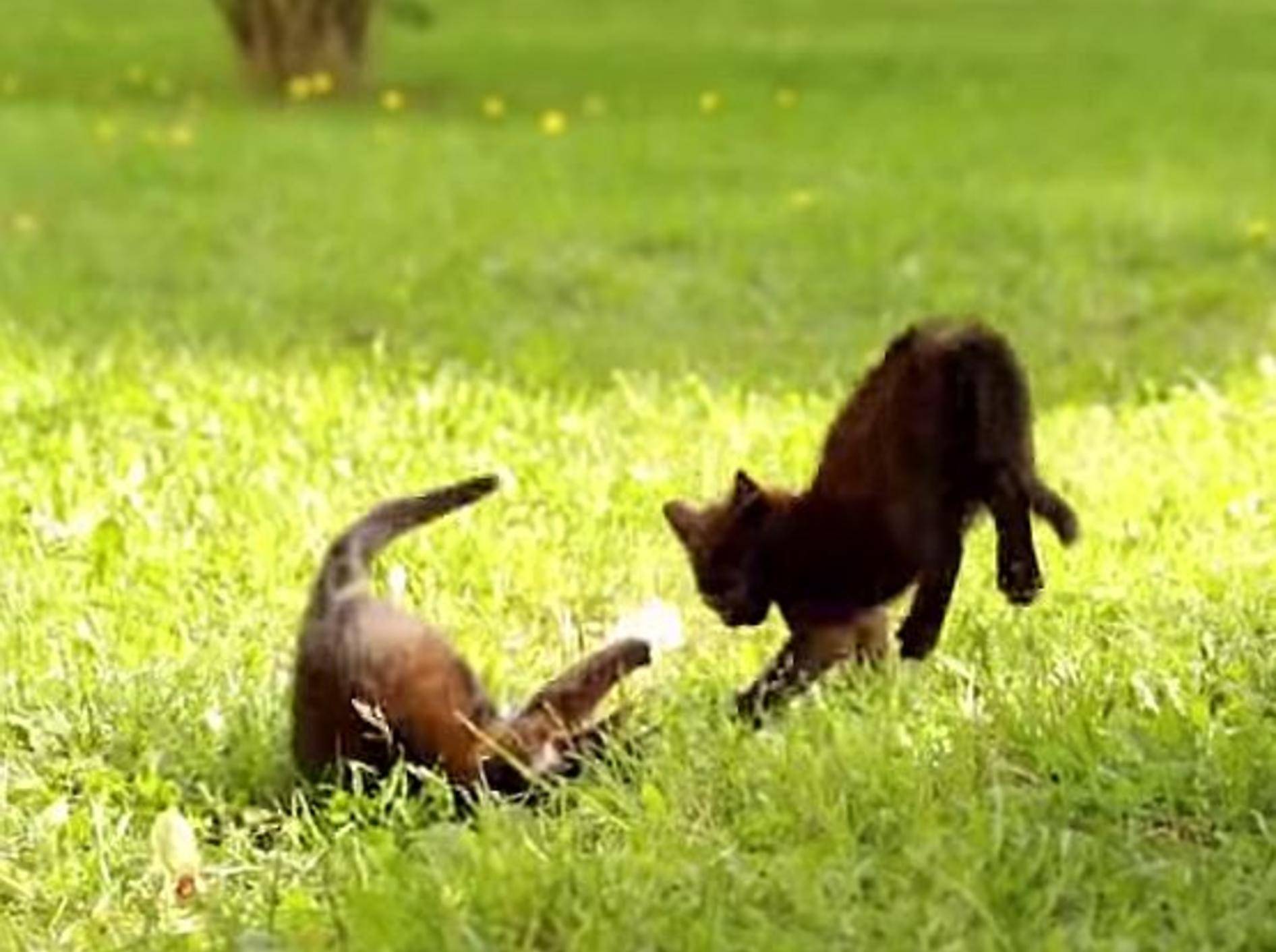 Katzensprünge in Zeitlupe – Bild: Youtube / Krzysztof Smejlis