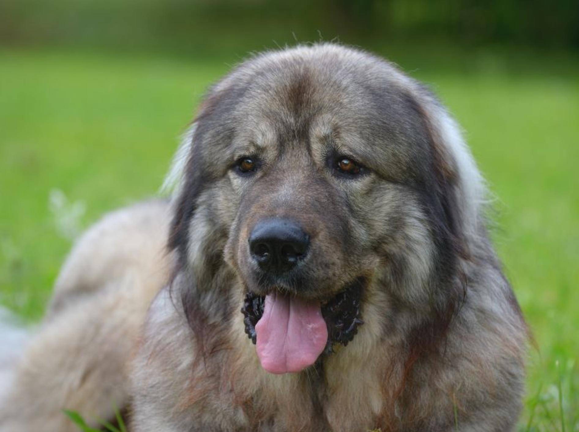 Kaukasischer Owtscharka: Kein Hund für Anfänger – Bild: Shutterstock / AnetaPics