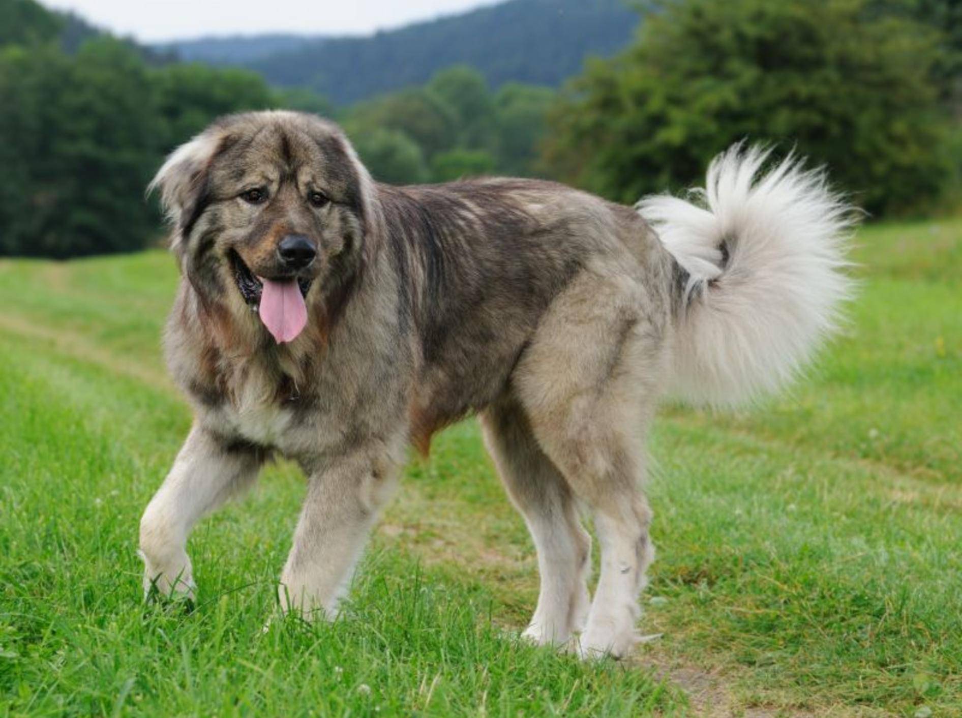 Kaukasischer Owtscharka: Ein Hund, der sein eigenes Revier braucht – Bild: Shutterstock / AnetaPics