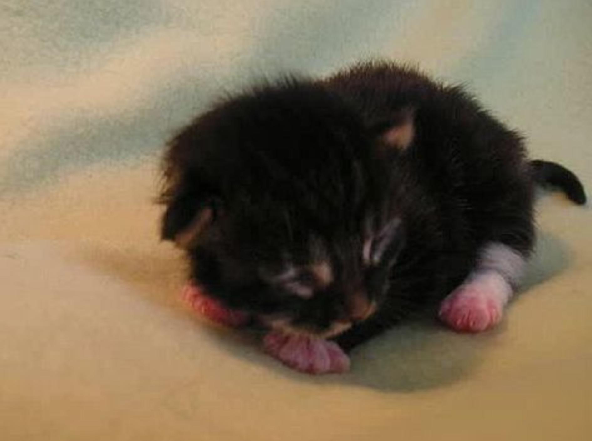 Bezaubernde Bilder: Maine-Coon-Katzenbaby wird groß – Bild: Youtube / Anita G