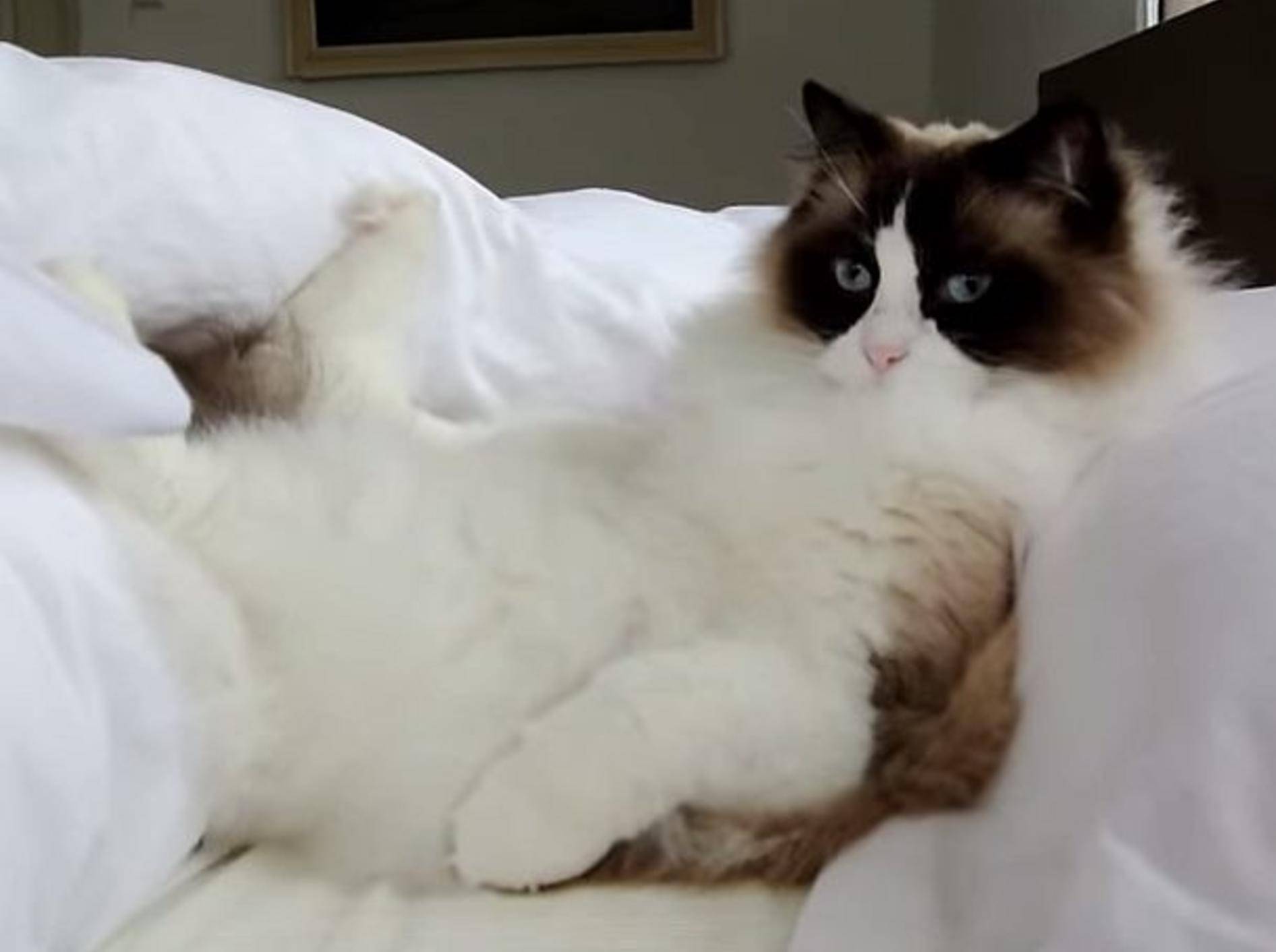 Ragdoll-Kater Timo: Süßer Relax-Profi – Bild: Youtube / Xiedubbel