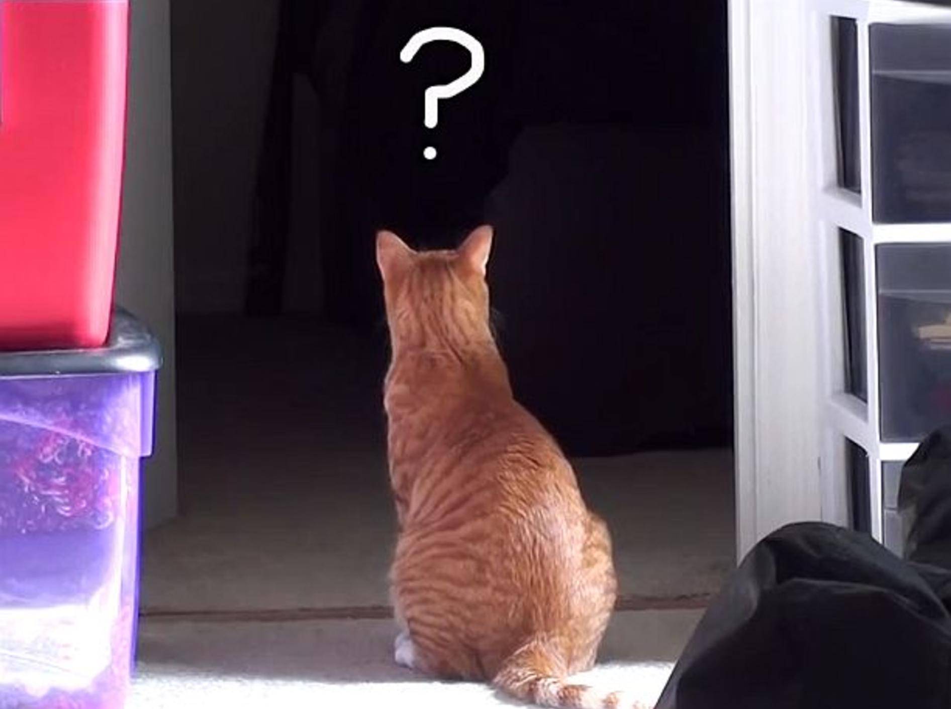 Wie Katzen die Welt sehen – Bild: Youtube / Cole and Marmalade