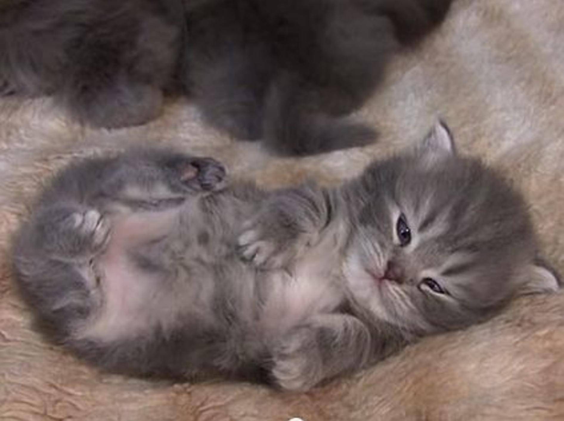 Gute-Nacht-Video mit träumenden Babykatzen – Bild: Youtube / stefani292008obasja