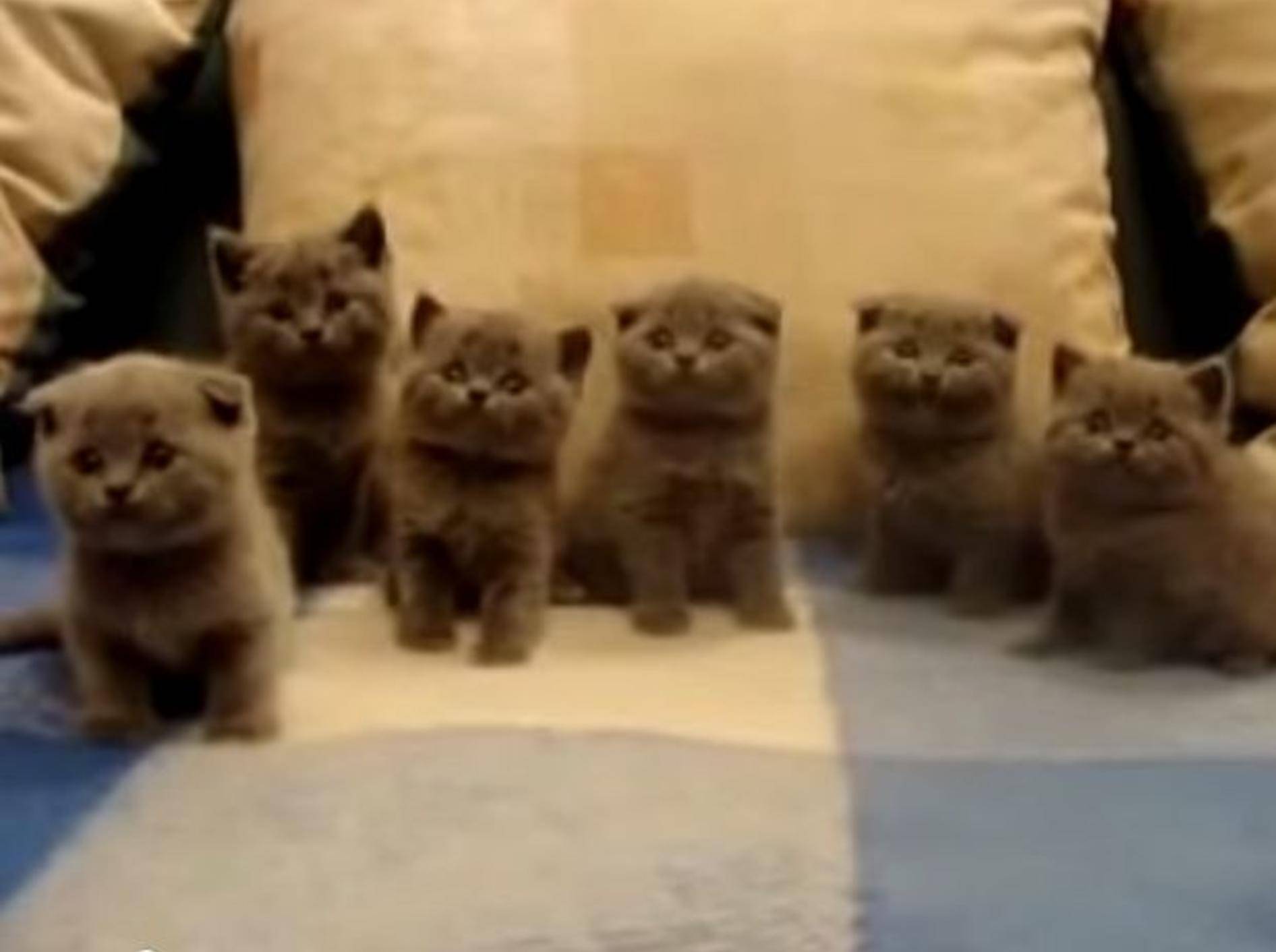 Sechs neugierige kleine Katzenbabys – Bild: Youtube / Albert Albs