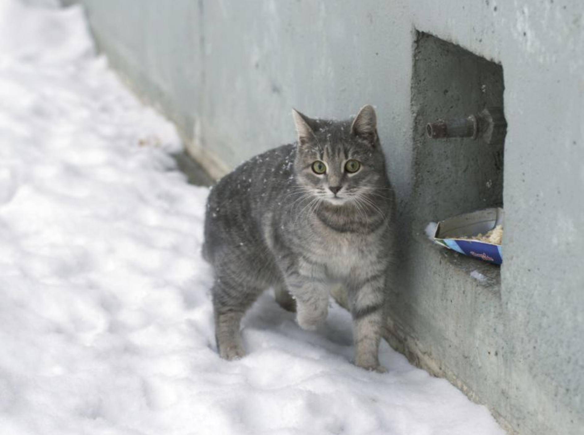 Streunende Katzen haben es im Winter schwer – Bild: Shutterstock / Alexey Khromushin