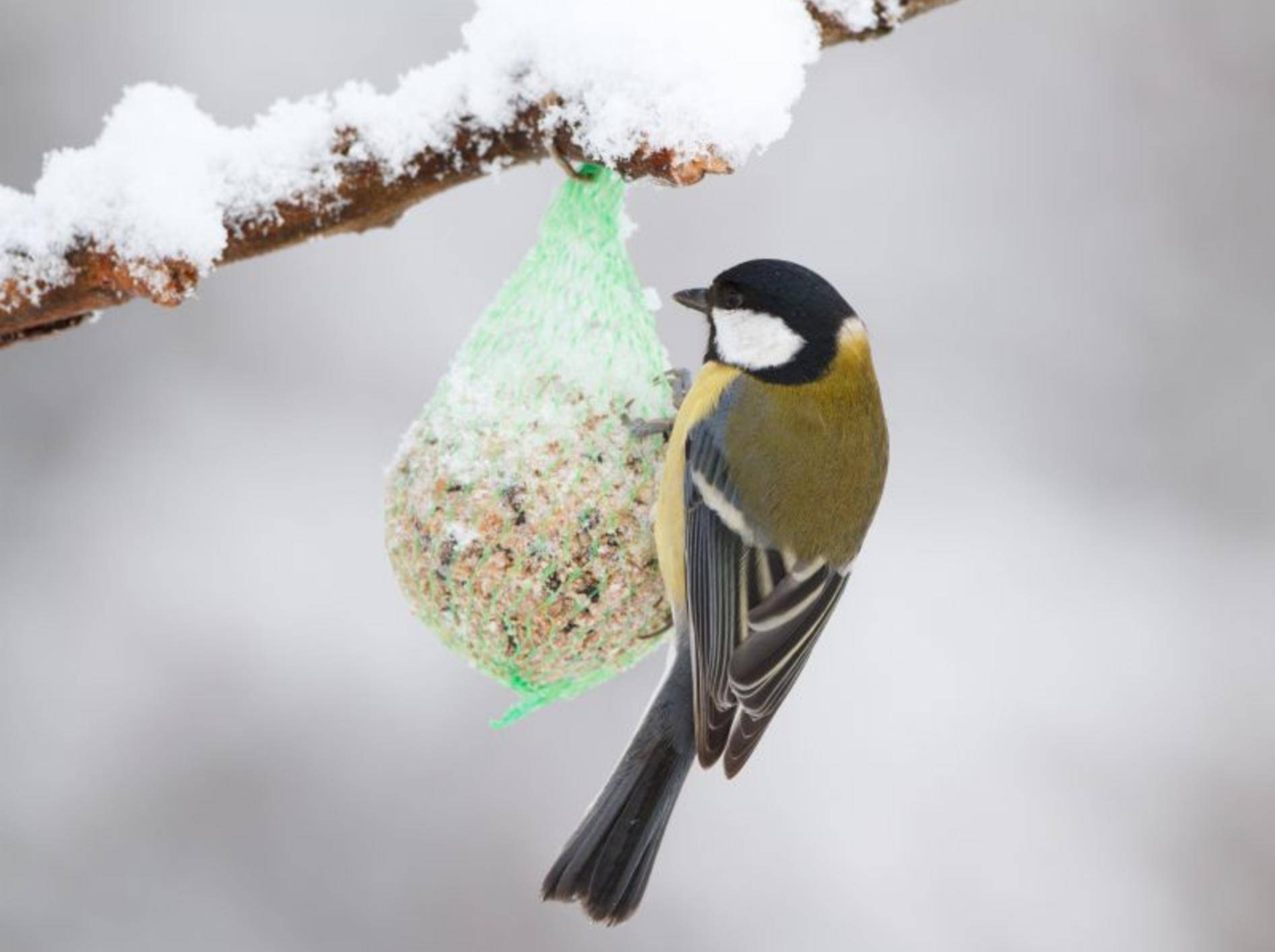 Nicht vergessen: Vogelfutter für den Winter – Bild: Shutterstock / wim claes