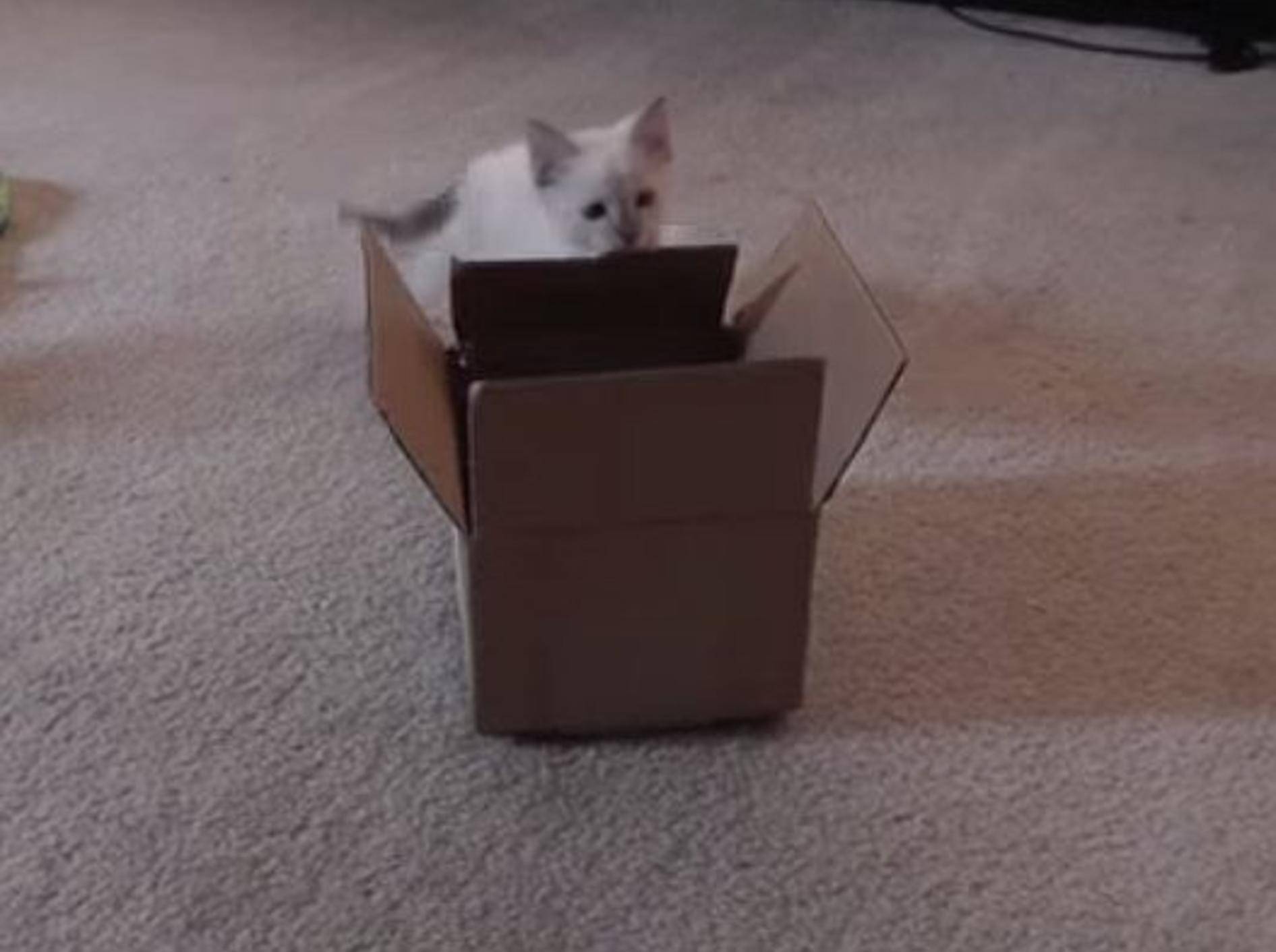 Katzenbaby spielt zum ersten Mal mit Karton – Bild: Youtube / The Wampa Kitty