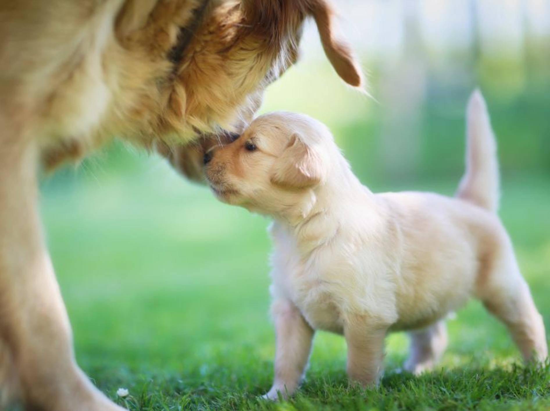 Der Welpenschutz bei Hunden gilt nur unter bestimmten Voraussetzungen – Bild: Shutterstock / Mikkel Bigandt