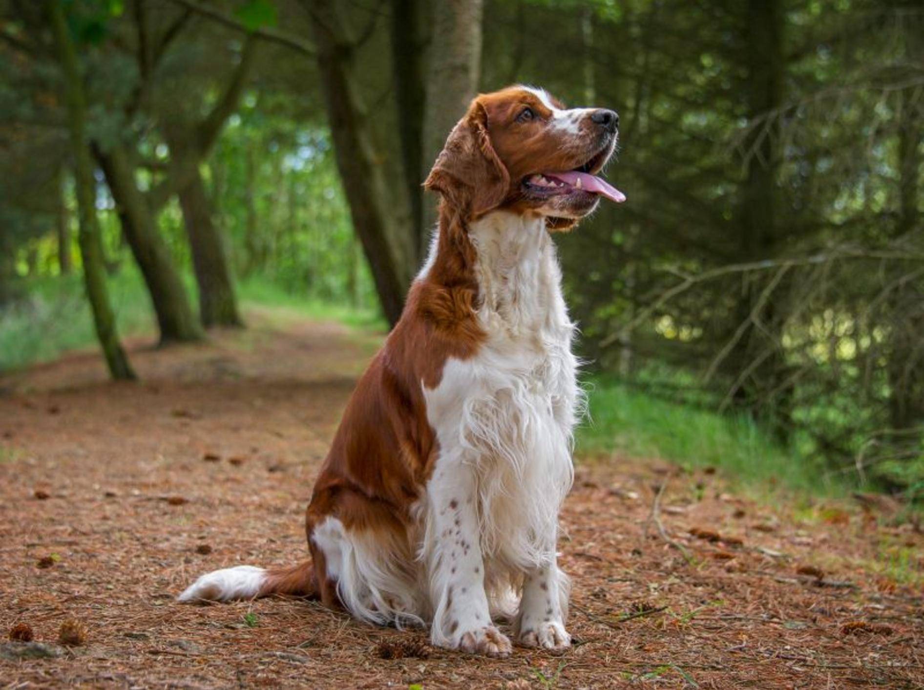 Der Welsh Springer Spaniel ist ein kluger, aufmerksamer Hund – Bild: Shutterstock / rebeccaashworth
