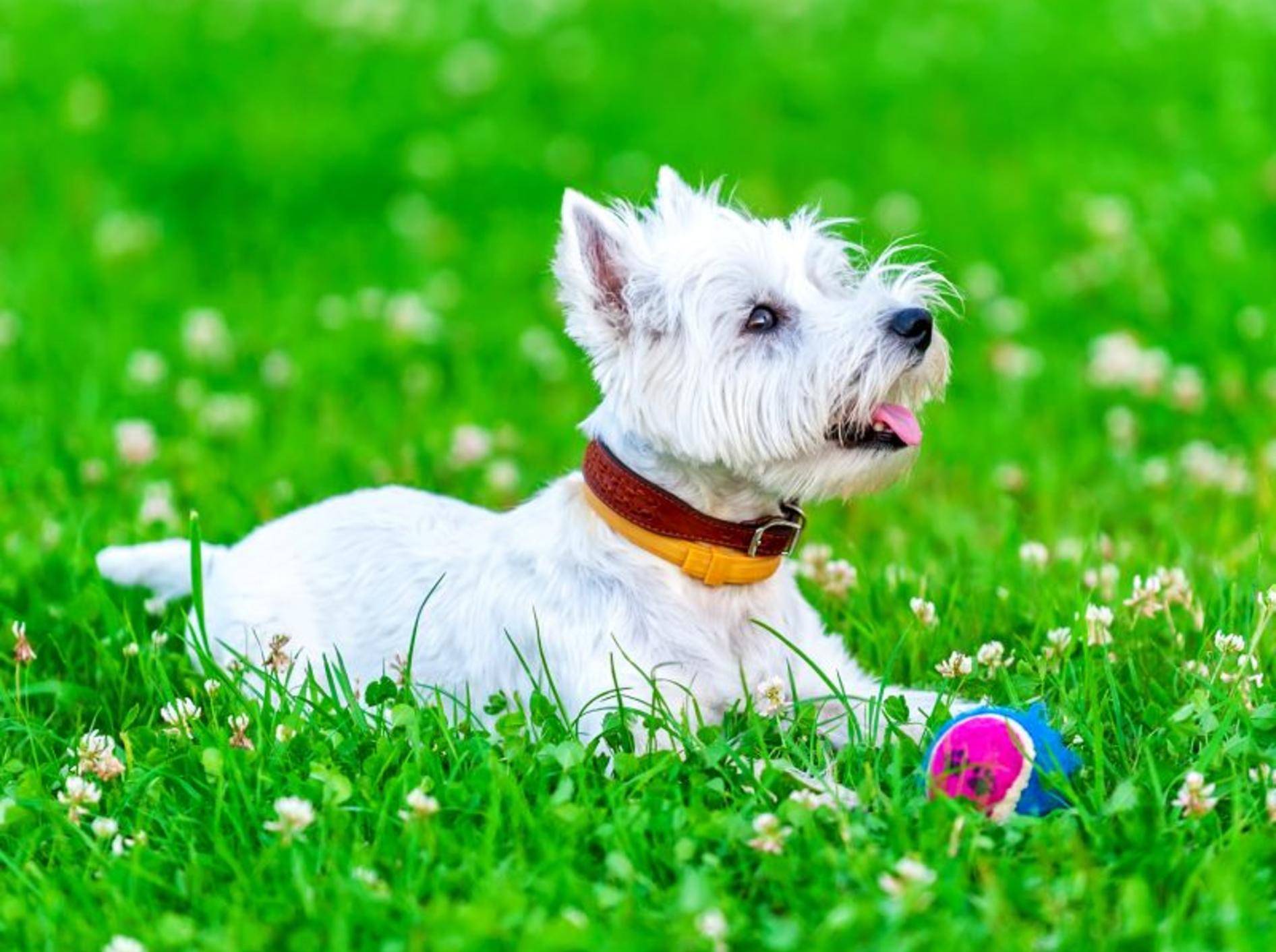 Der West Highland White Terrier: Ein aufmerksamer Hund – Bild: Shutterstock / Nikolai Pozdeev