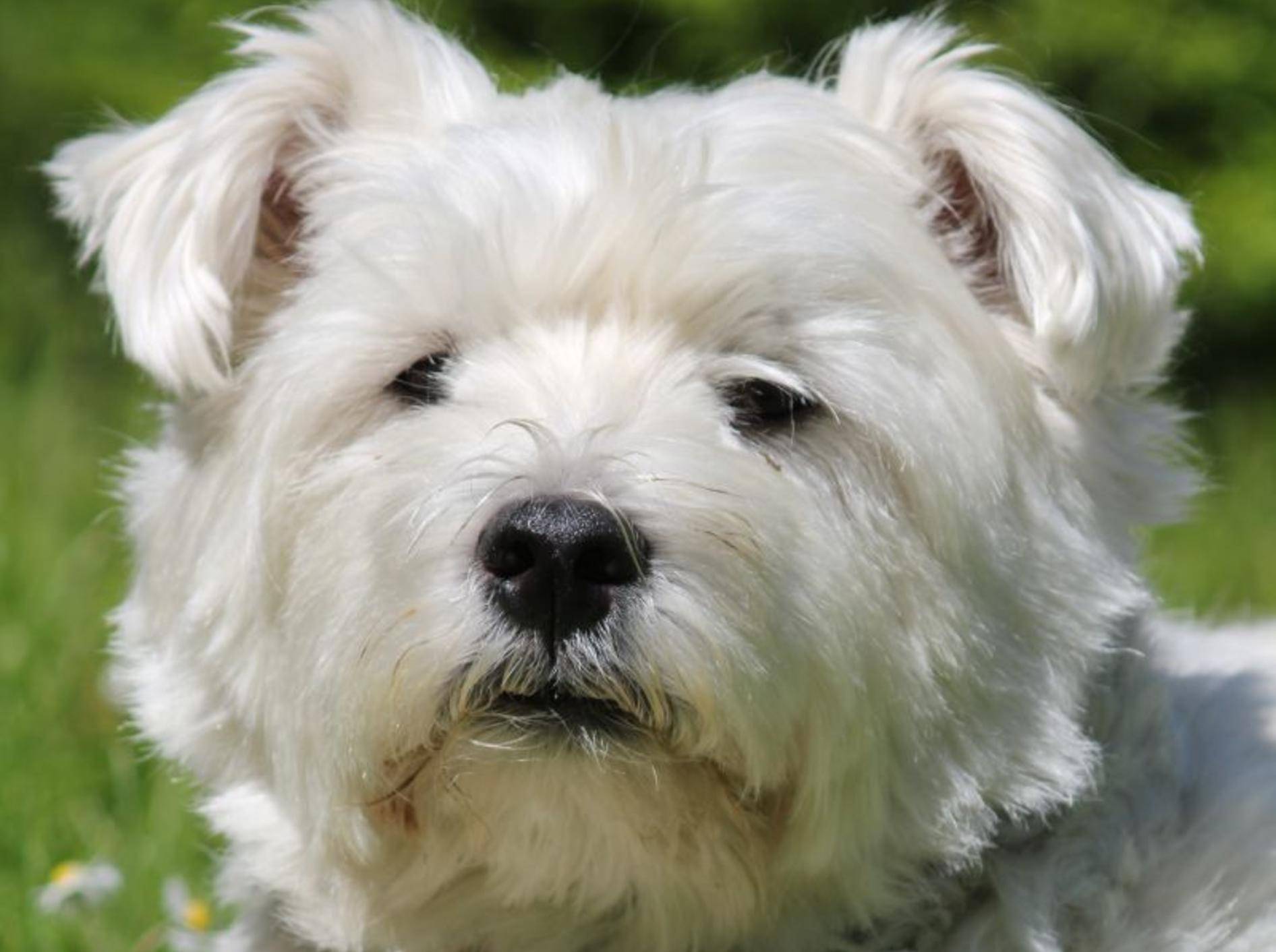 Fröhlicher und selbstbewusster Hund: Der West Highland White Terrier – Bild: Shutterstock / Zoonar GmbH