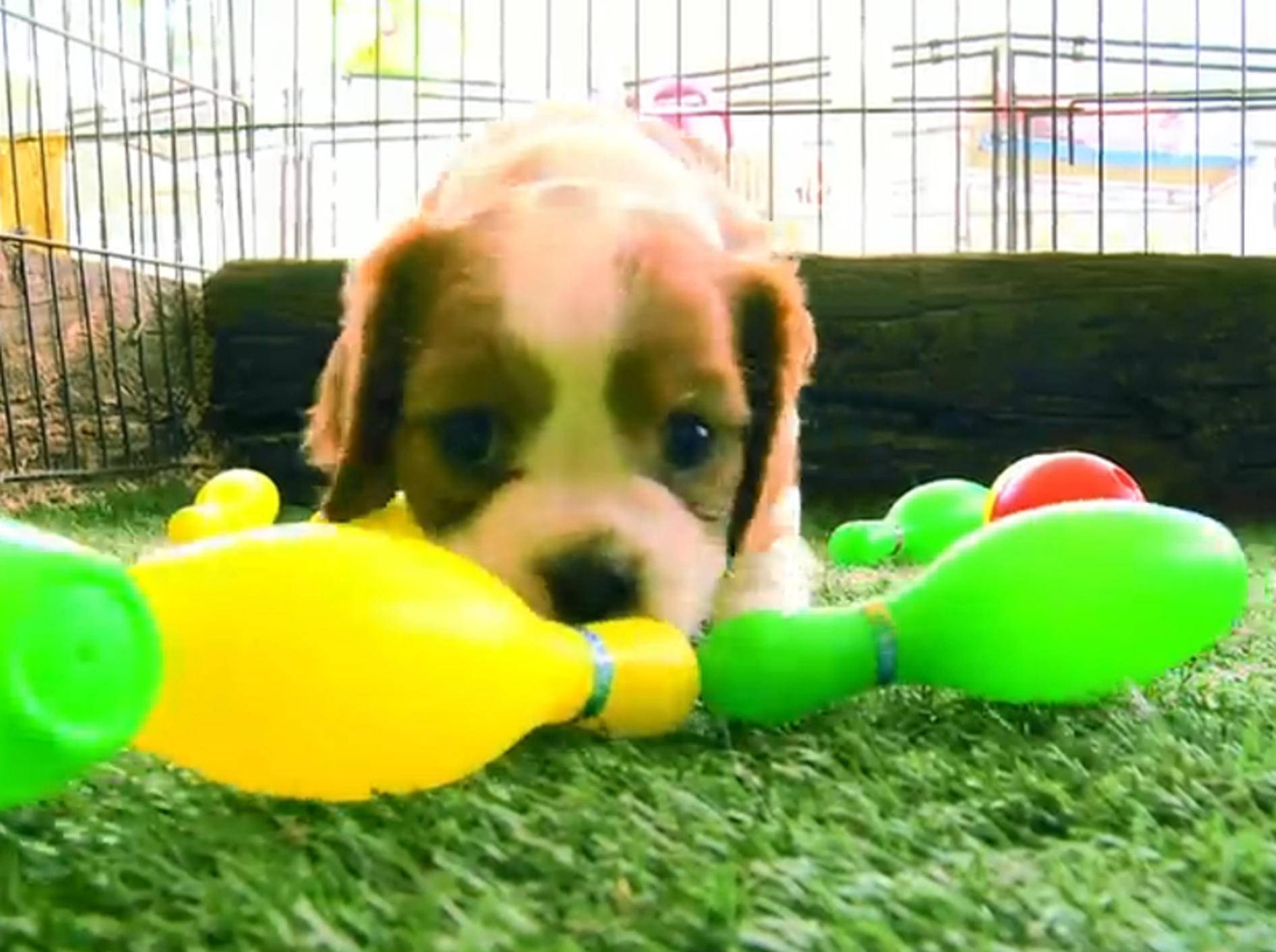 Hundewelpen spielen mit Plastikkegeln – Bild: YouTube / The Pet Collective