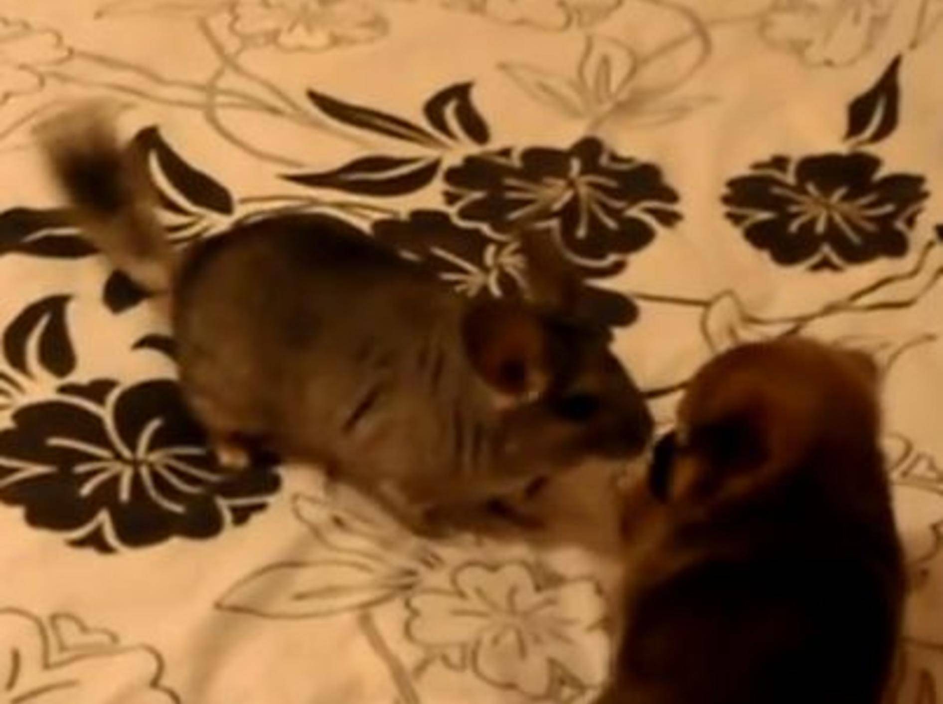 Süße Begegnung: Chinchilla ärgert einen Hundewelpen – Bild: YouTube / Avram Behar