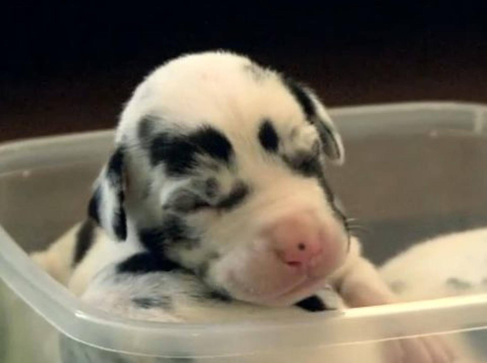Deutsche Dogge-Welpen kuscheln in Plastikbox – Bild: YouTube / The Pet Collective