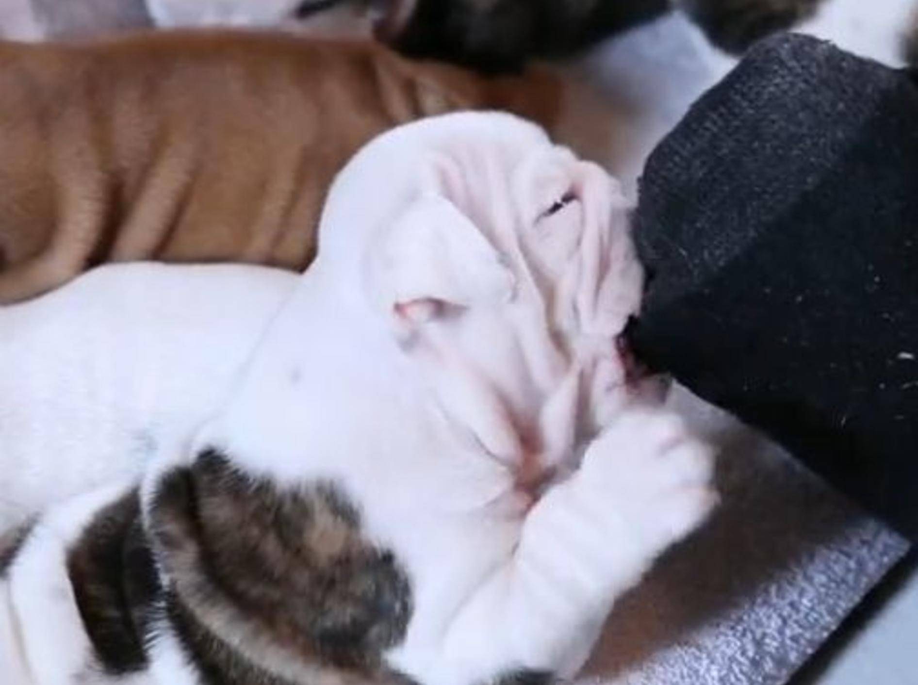Englische Bulldogge knabbert am Zeh ihrer Besitzerin – Bild: YouTube / The Pet Collective