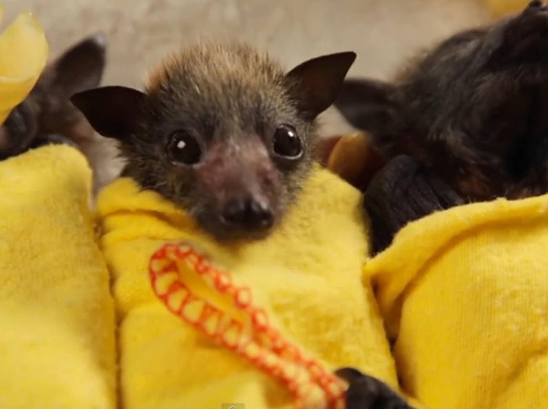 Fledermaus-Babys kuscheln nach Rettung – Bild: YouTube / Wakaleo