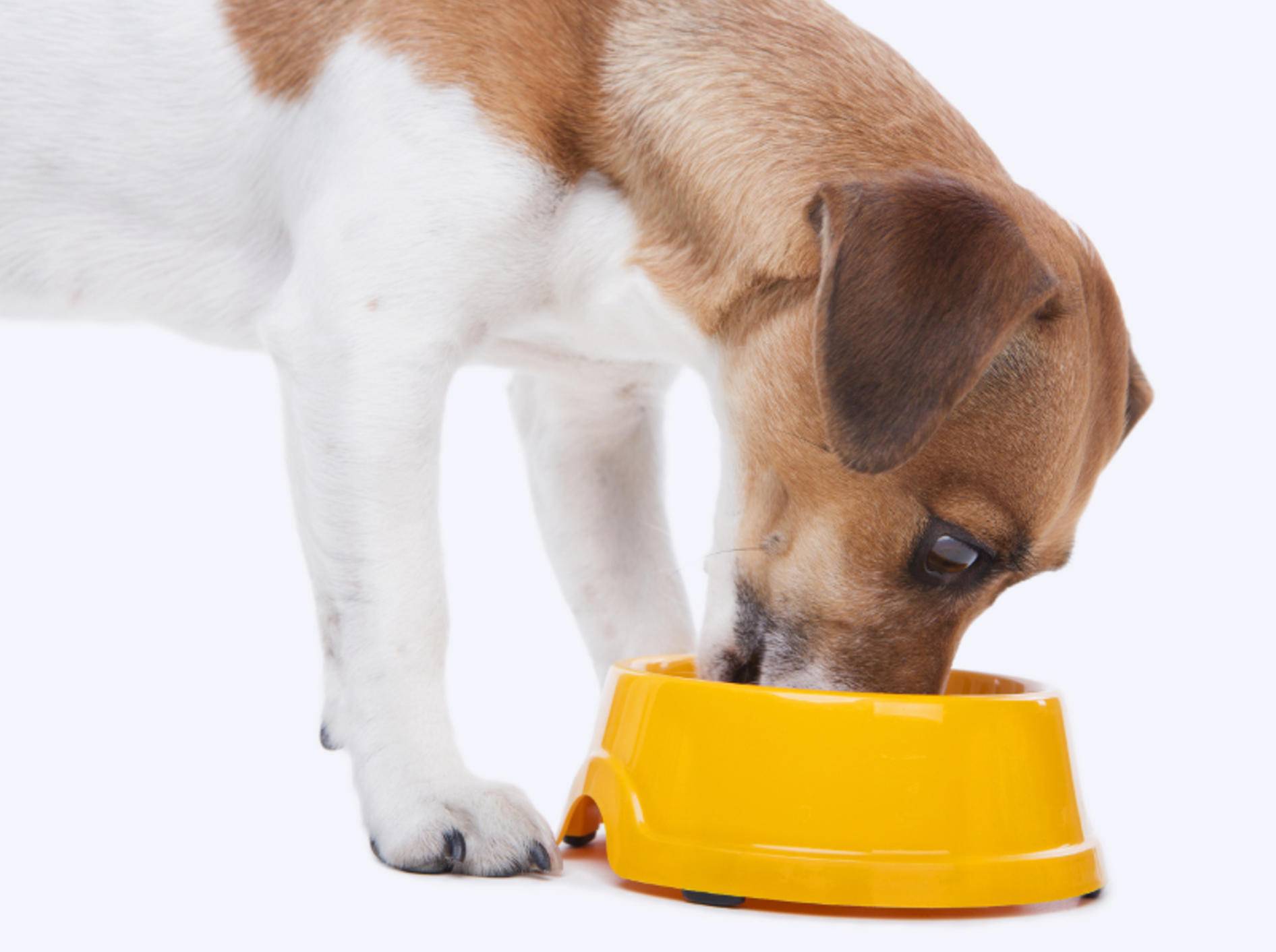 Schonkost für Hunde selber kochen Tipps und Rezepte
