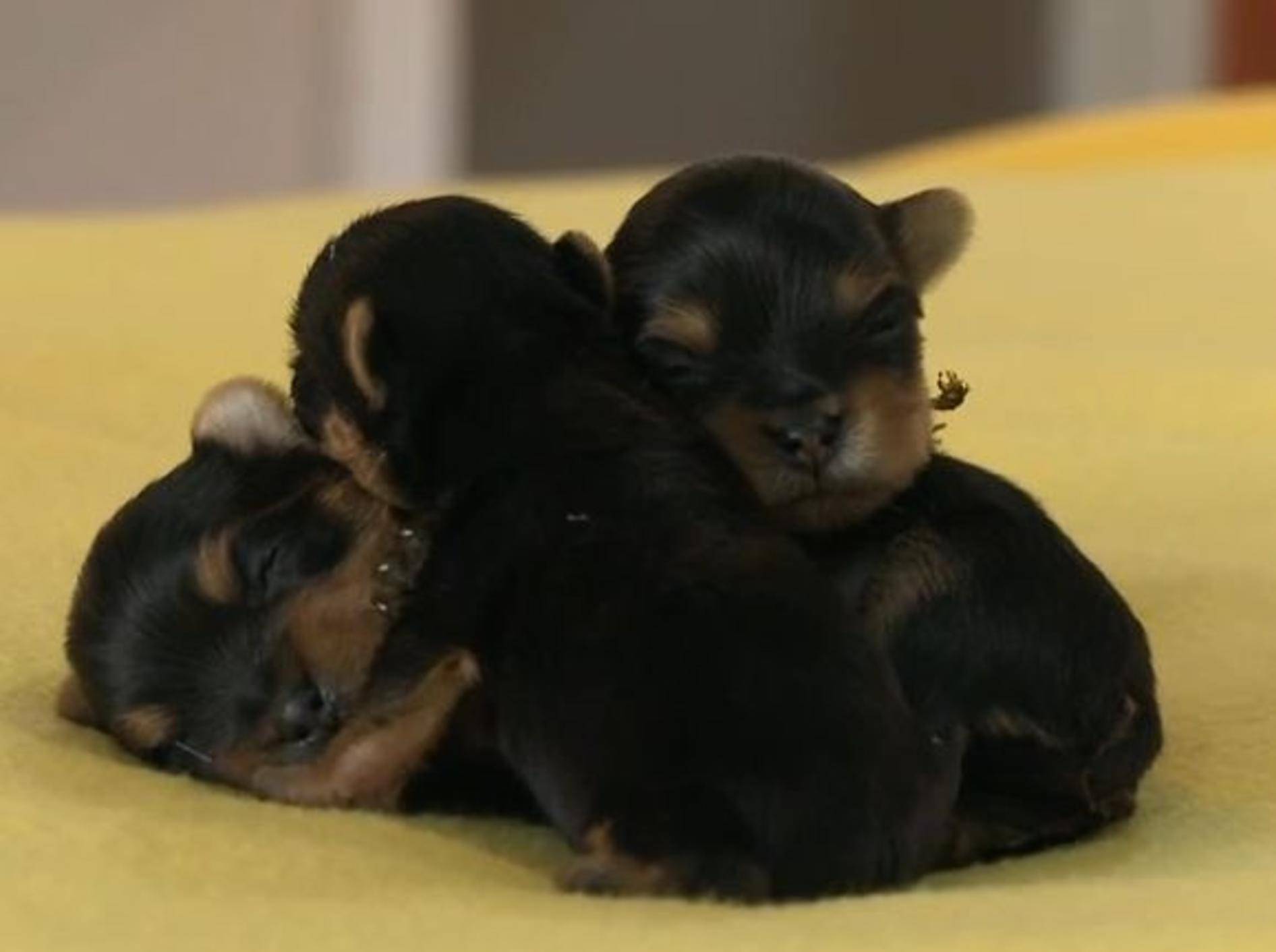 Knuffige Hundewelpen beim Schlafen – Bild: YouTube / The Pet Collective