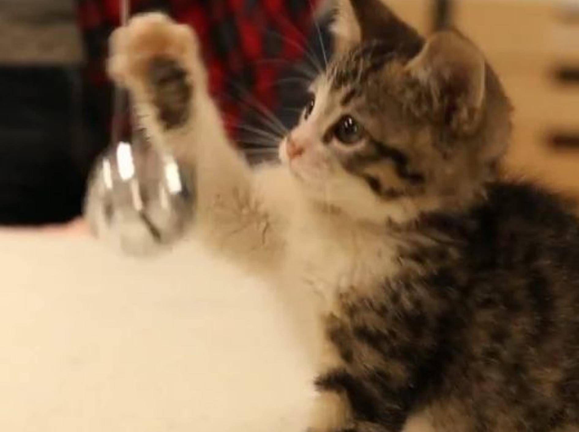 Kätzchen spielen mit Weihnachtsglöckchen – Bild: YouTube / The Pet Collective