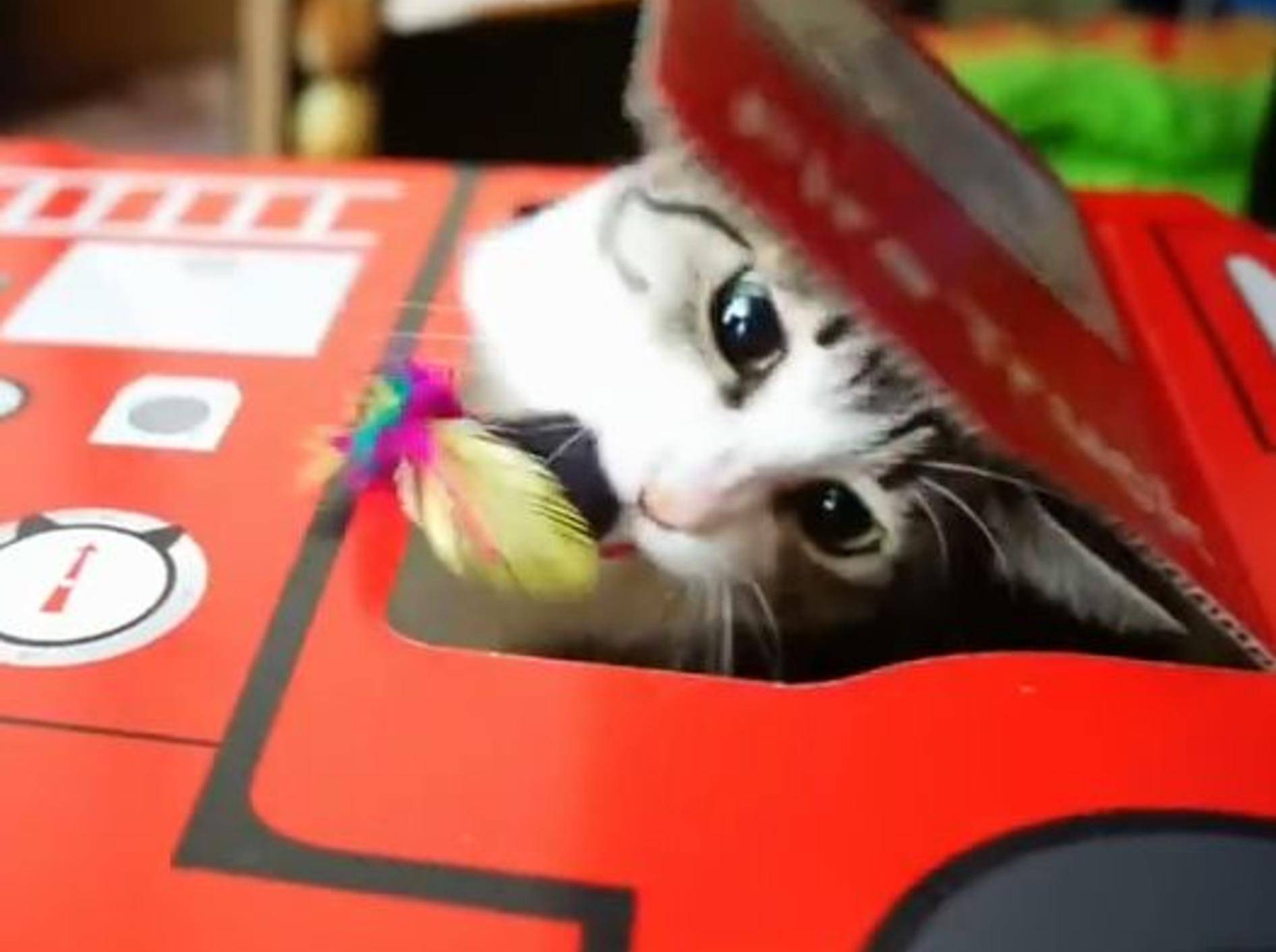 Katze Ohagi beim Spielen: "Ich bin so schlau!" – Bild: Shutterstock / MAKO0MAKO0