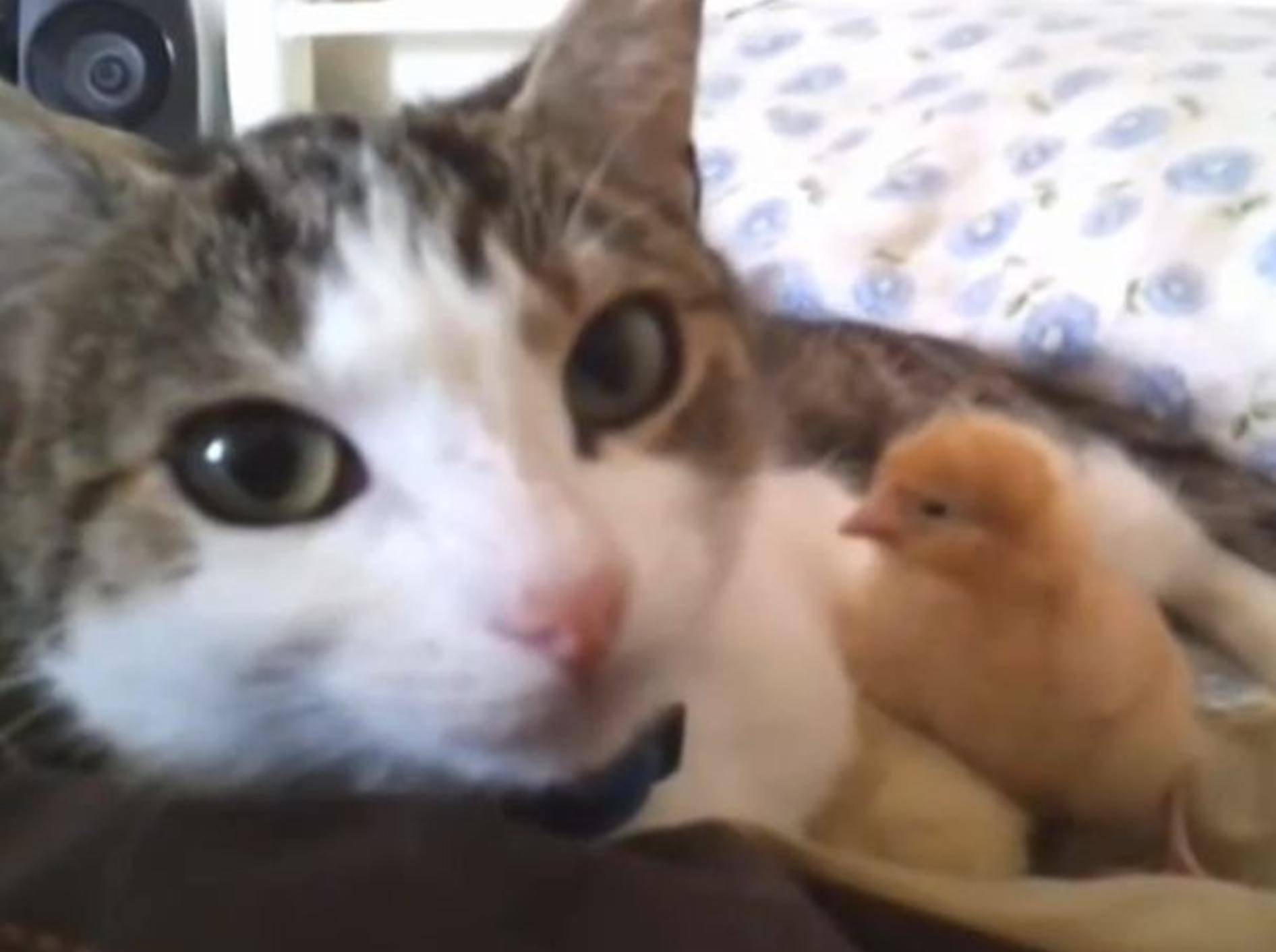 Katzen und Hunde adoptieren Tiere – Bild: YouTube / FunnyTV