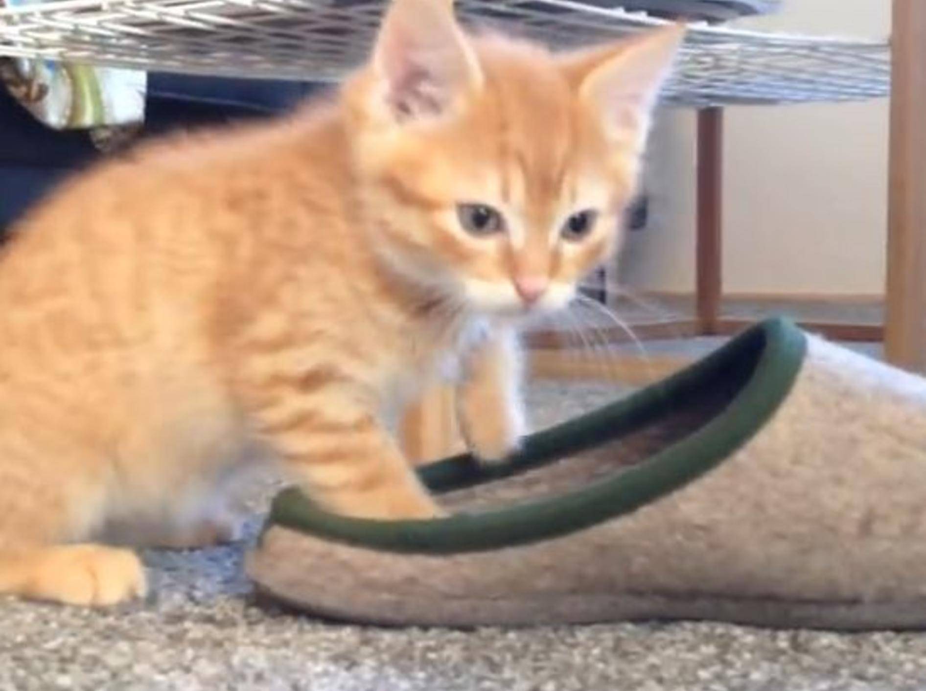 Katze mit neuem Spielzeug: Kampf mit einem Hausschuh – Bild: YouTube / Burli