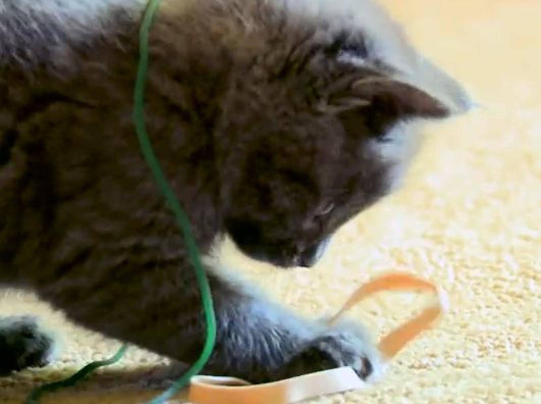 Süße Katze fasziniert von Schnipsgummis – Bild: YouTube / The Pet Collective
