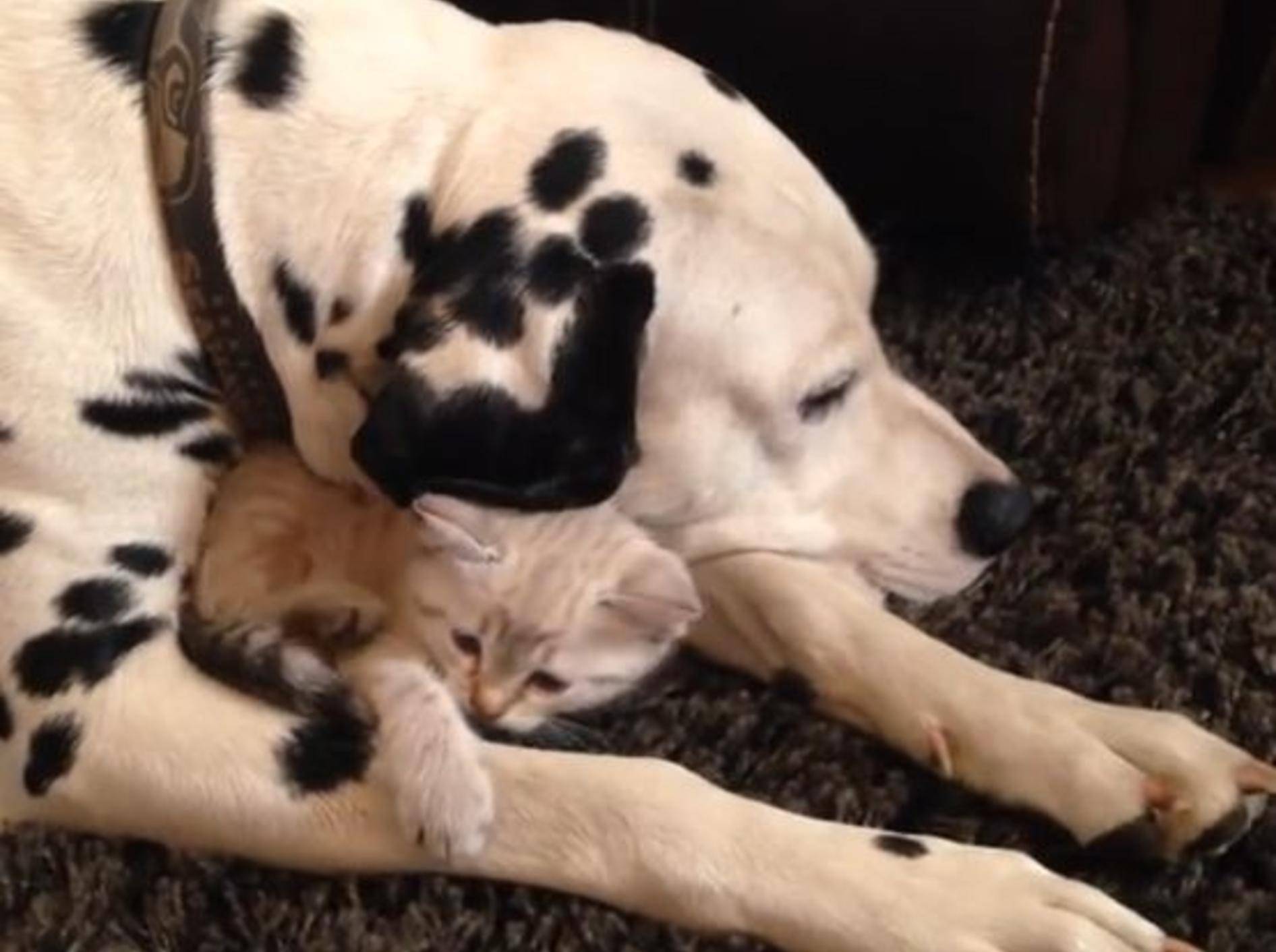 Dalmatiner kuschelt mit süßem Katzenbaby – Bild: YouTube / Rumble Viral