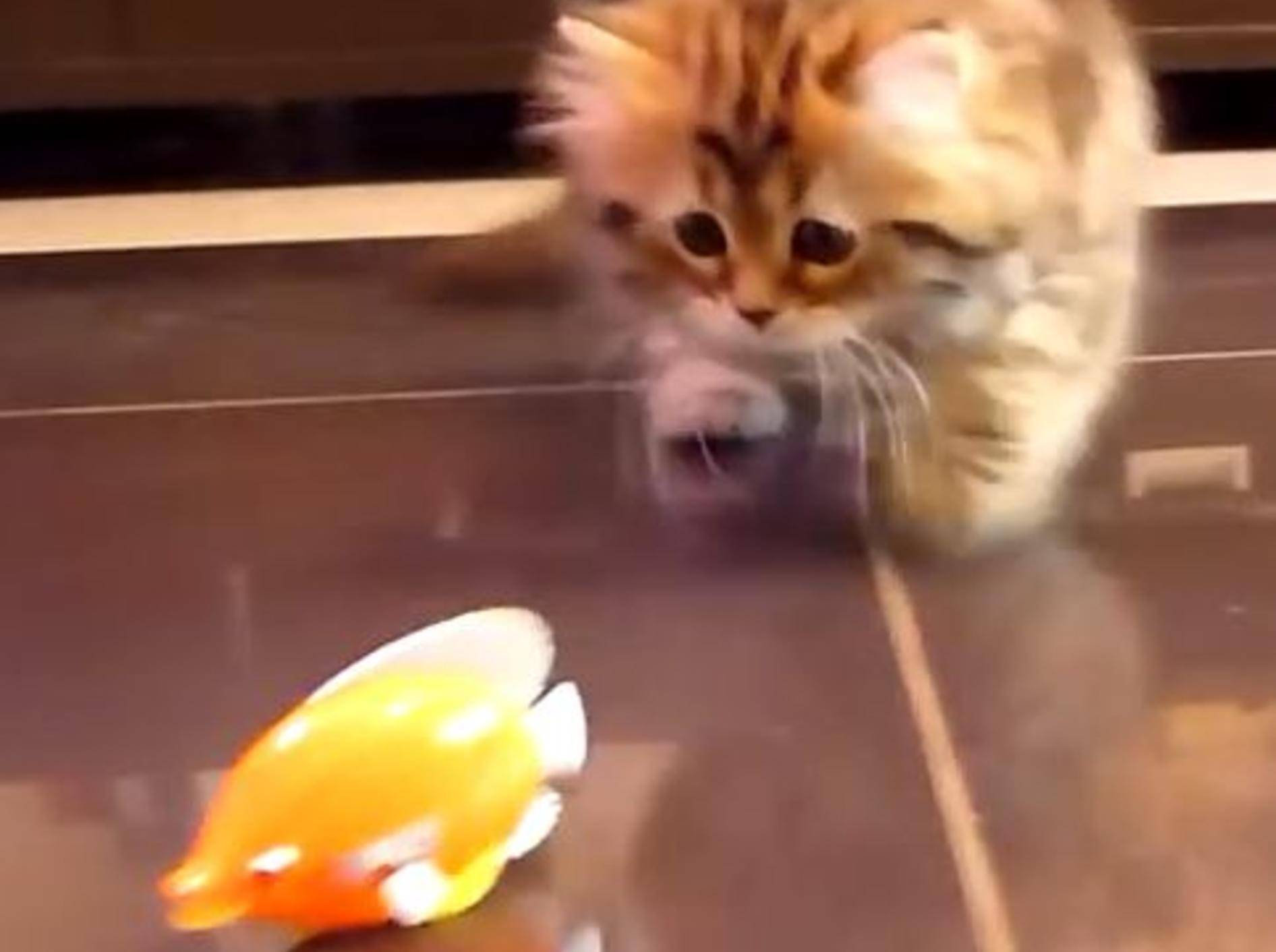 Süße Kätzchen jagen Plastikfisch – Bild: YouTube / Funnycatsandnicefish