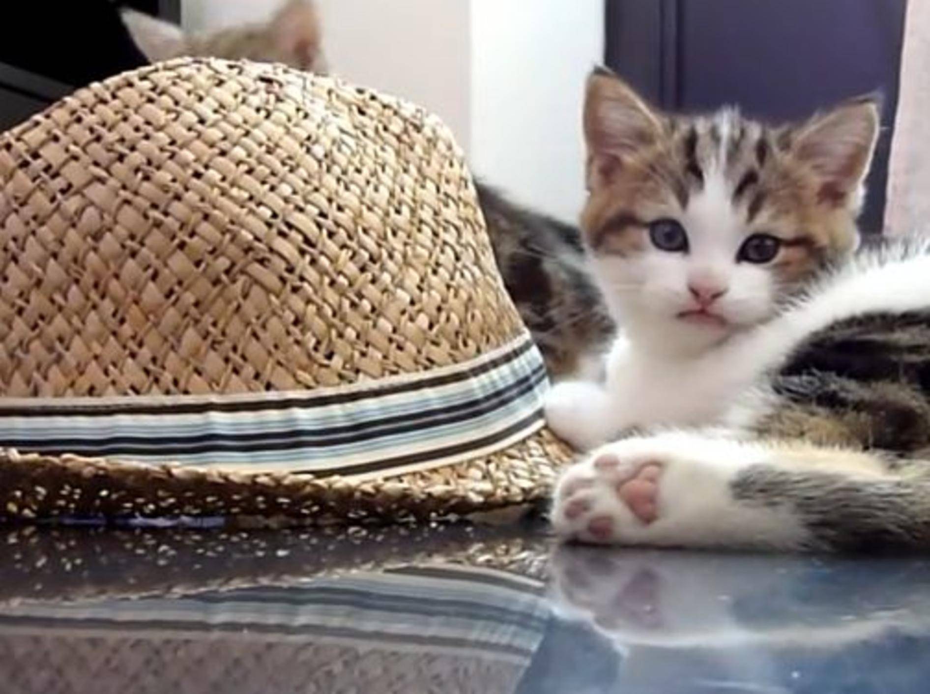 Süße Kätzchen: "Ein Strohhut ist so schön!" – Bild: YouTube / Funnycatsandnicefish