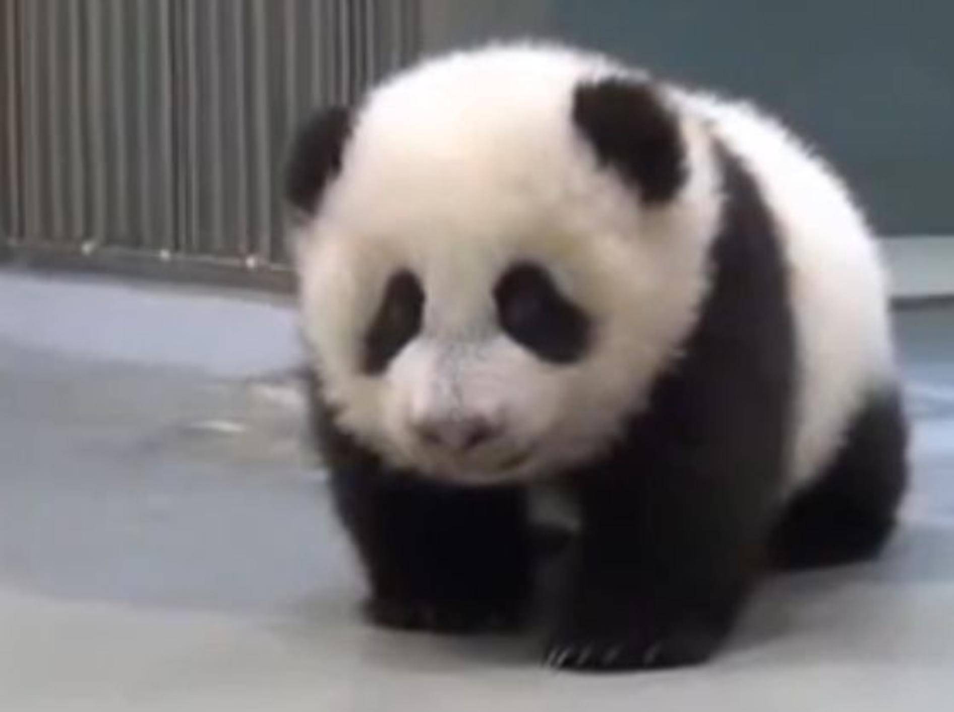 Niedliches Pandababy: "Ich will nicht schlafen!" – Bild: YouTube / Life Tv