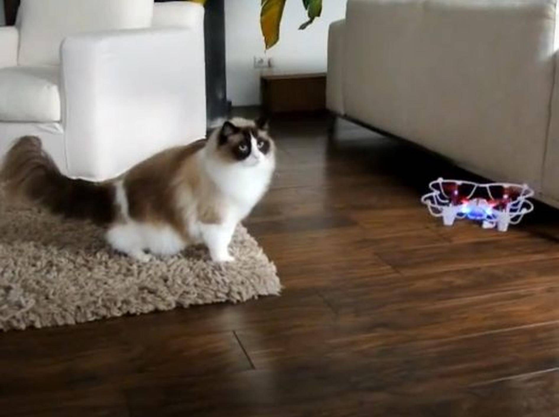 Ragdoll-Kater Timo: Angriff von einer Drone – Bild: YouTube / Xiedubbel