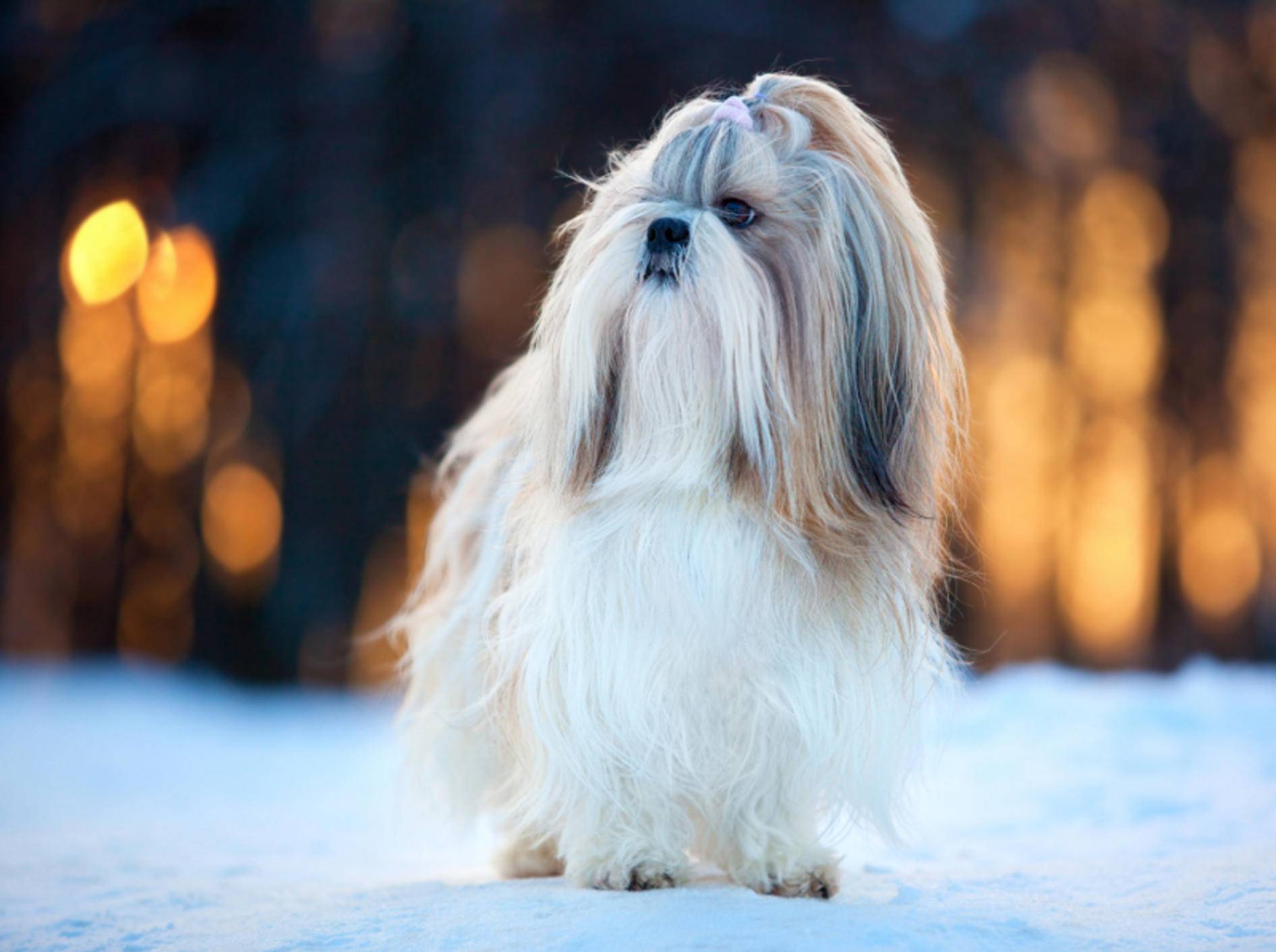 Der Shih Tzu ist ein Hund mit verspieltem und selbstbewusstem Charakter – Bild: Shutterstock / chaoss