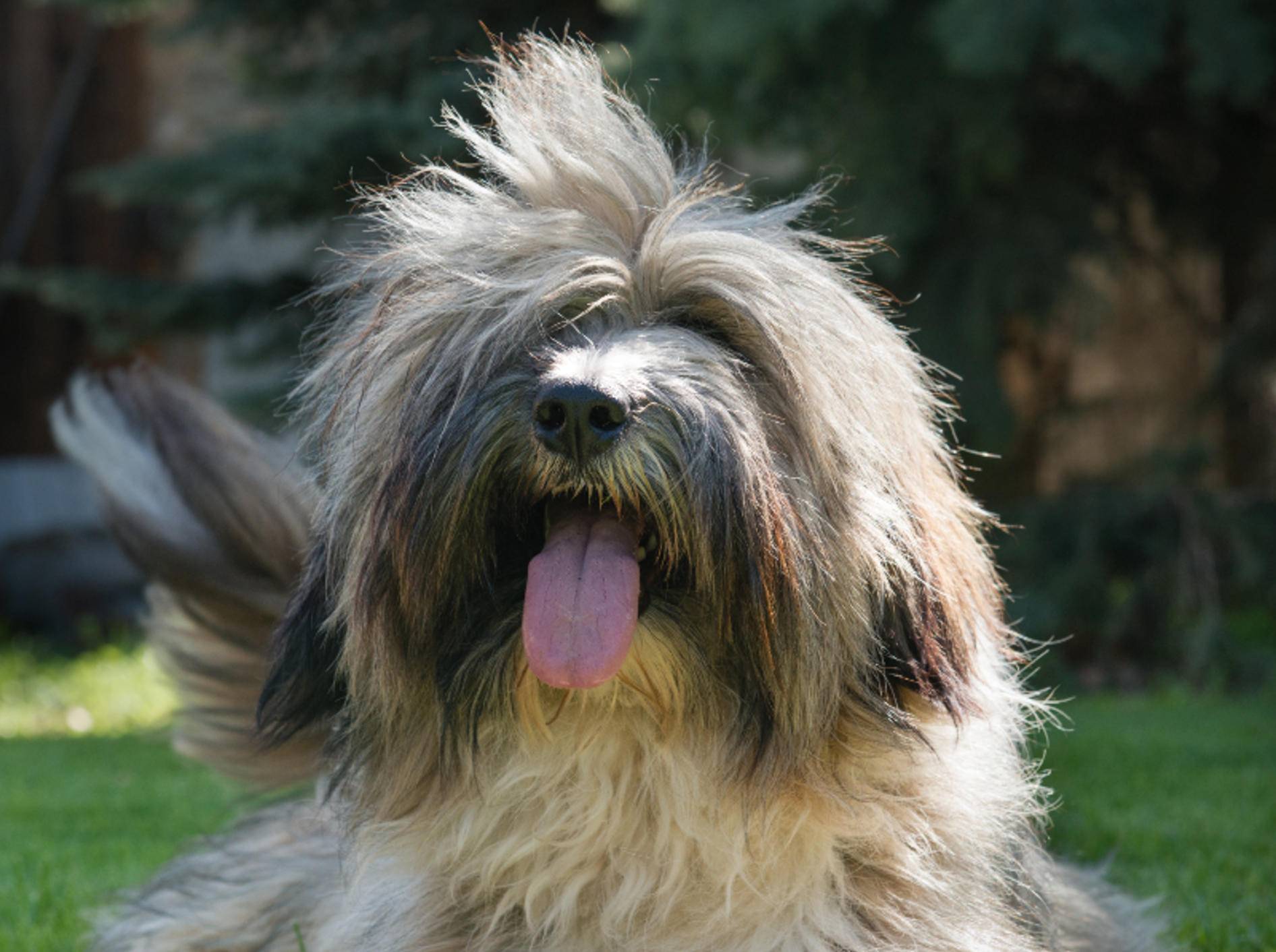 Der Tibet-Terrier ist ein verspielter und anhänglicher Familienhund – Bild: Shutterstock / Fotokostic