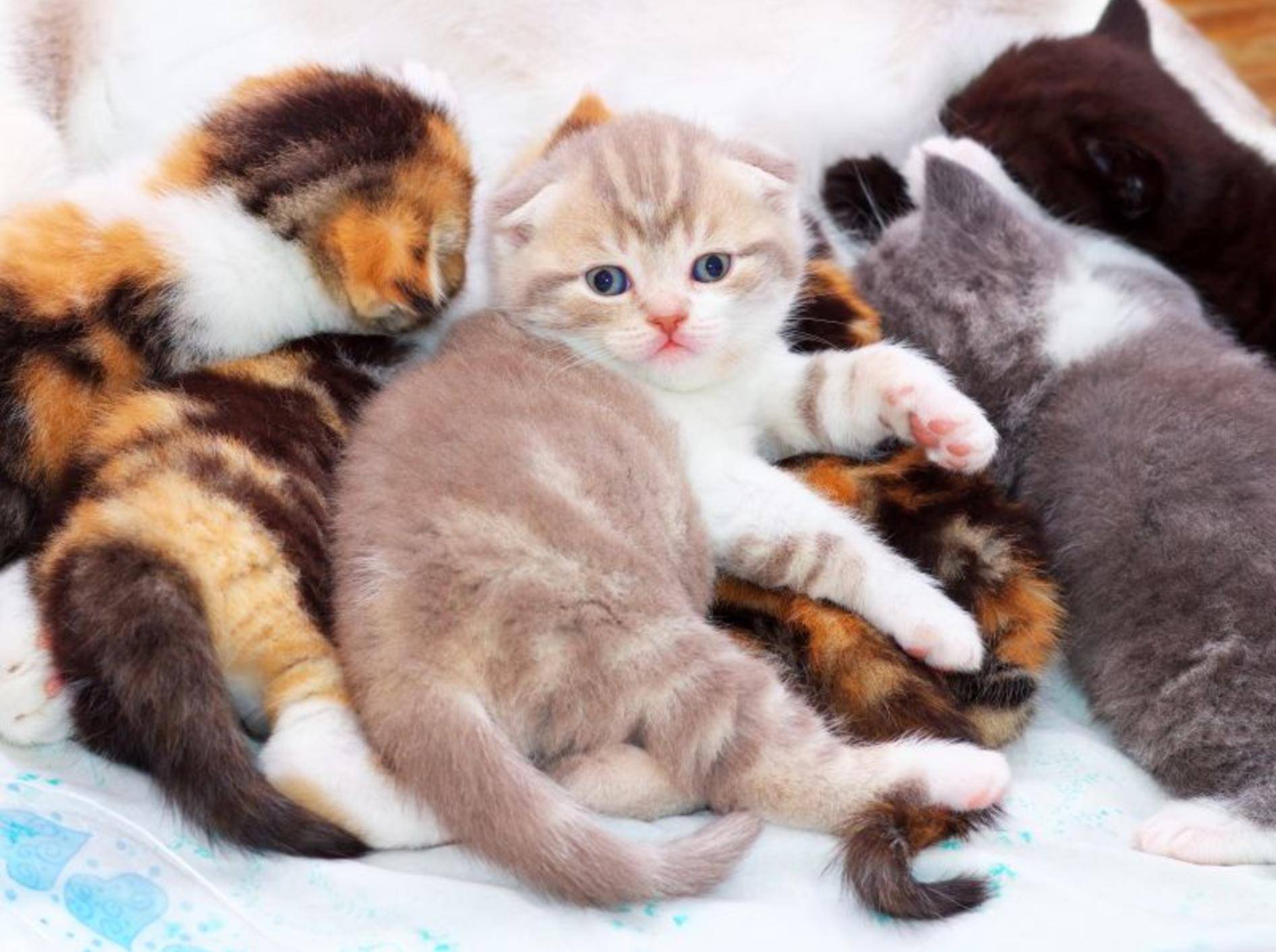 Kunterbunte Scottish-Fold-Katzenbabybande: "He, bitte keine Fotos!" – Bild: Shutterstock / ESOlex