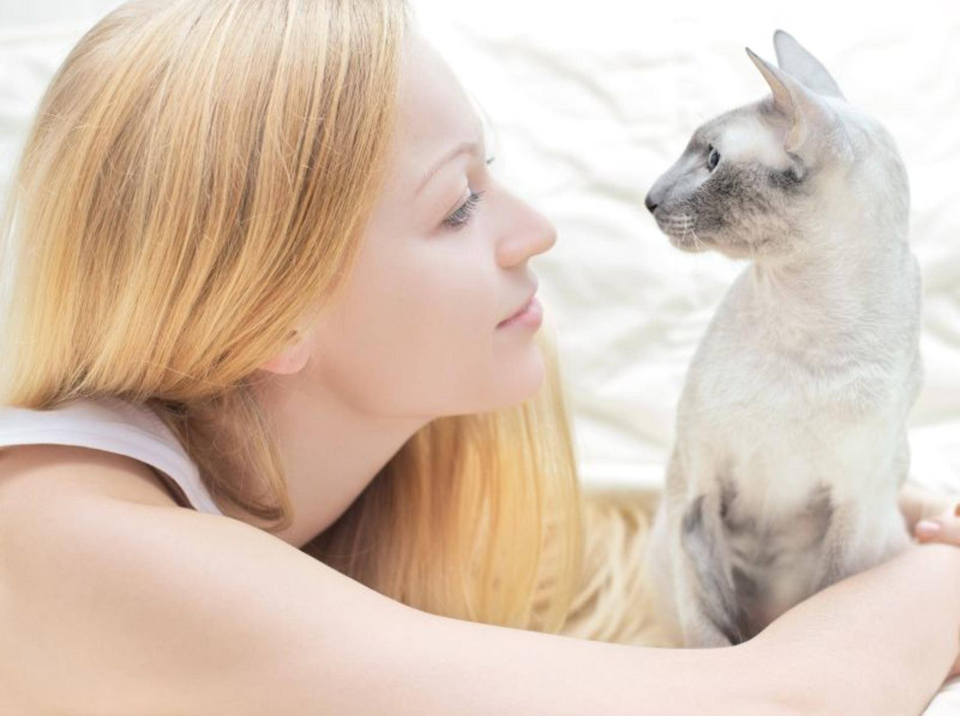 Clickertraining mit Katzen macht Spaß und sorgt für Abwechslung – Bild: Shutterstock / Petr Malyshev