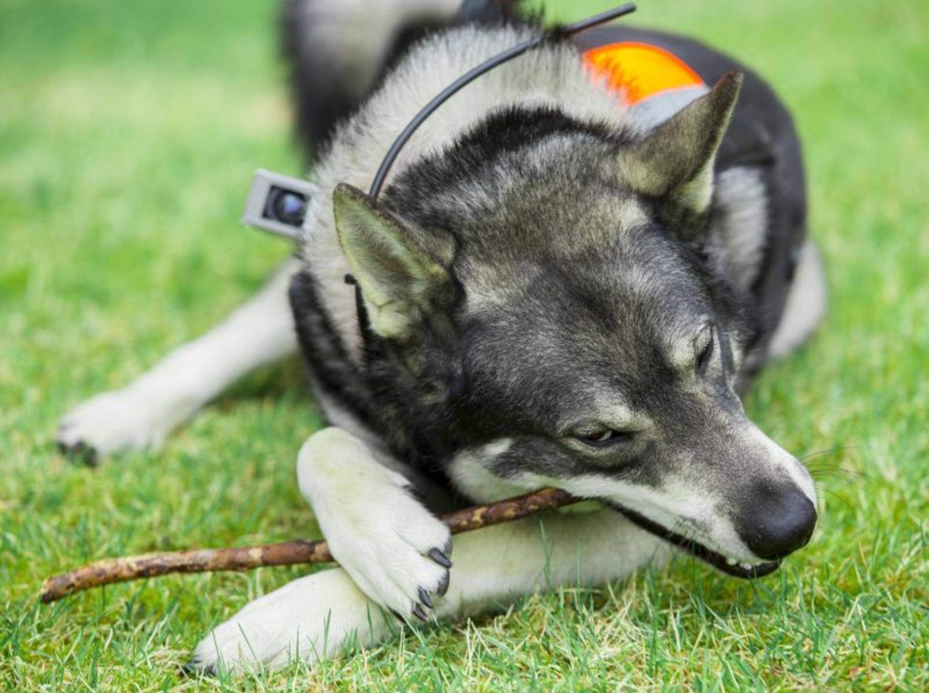 Als Jagdhund hat der Norwegische Elchhund besondere Bedürfnisse – Bild: Shutterstock / Robert Nyholm