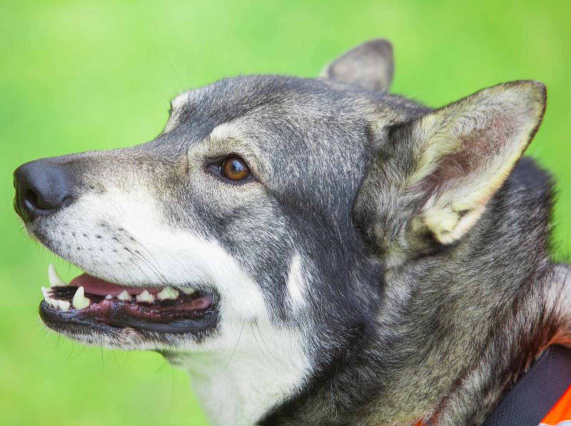 Der Norwegische Elchhund kann als Jagd- oder Begleithund gehalten werden – Bild: Shutterstock / Robert Nyholm